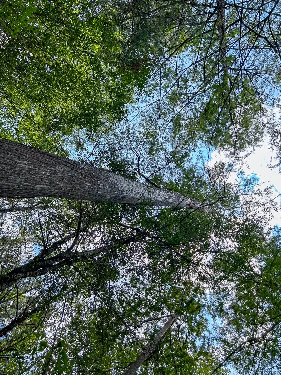 Unimproved Land For Sale in Polk County , 0 County Line Road, Livingston, Texas 77351, 0, 0, Garage spaces, 0 Sqft, built in 0, Price $924,985, mls#20648082, Real Estate Agent in Livingston, Homes For Sale in Polk county, Homes For Sale in Livingston, Realtor in Livingston Texas, Real Estate Brokerage Independent Realty Texas, Luminita Cordes Realtor