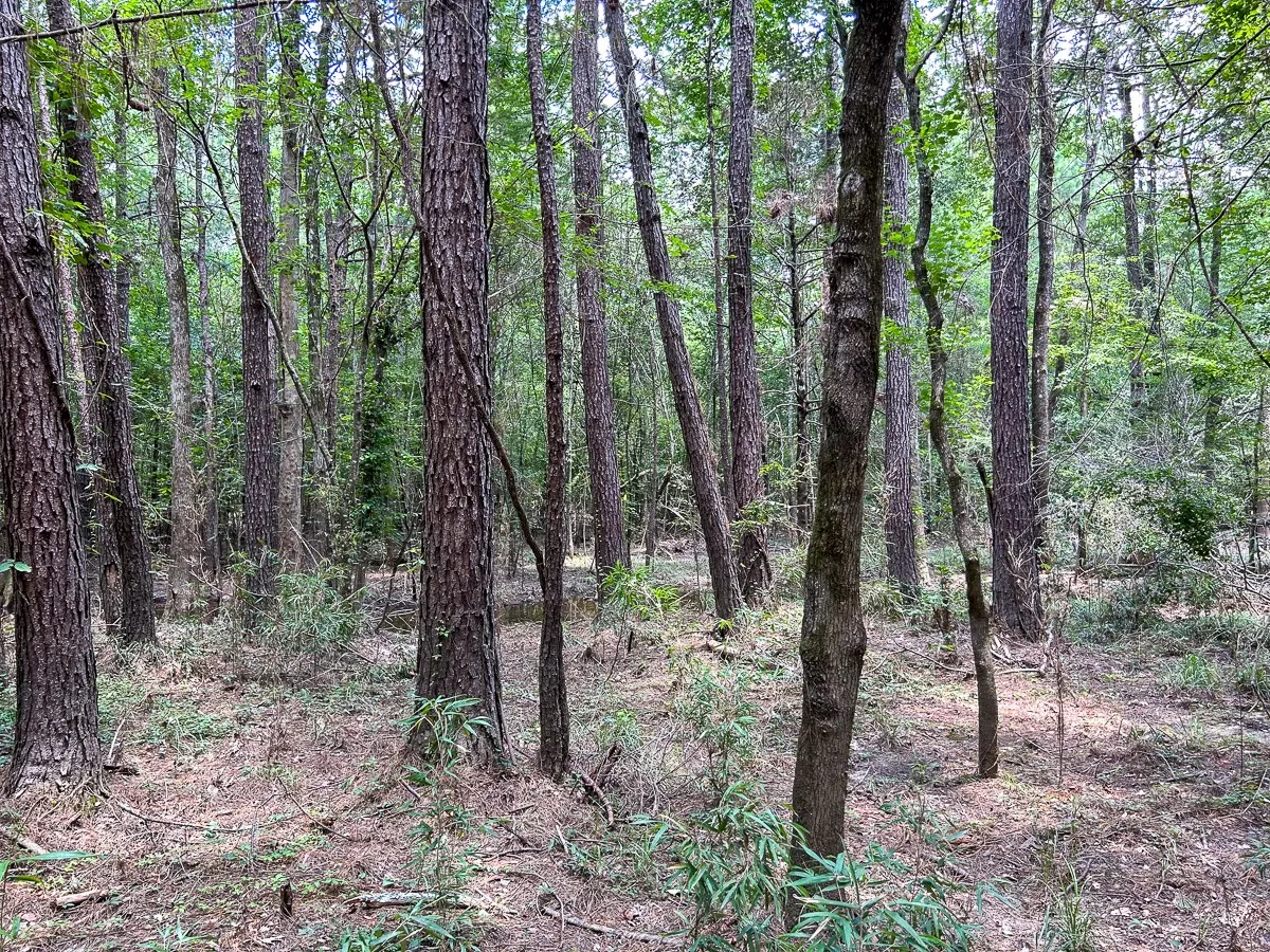 View of local wilderness