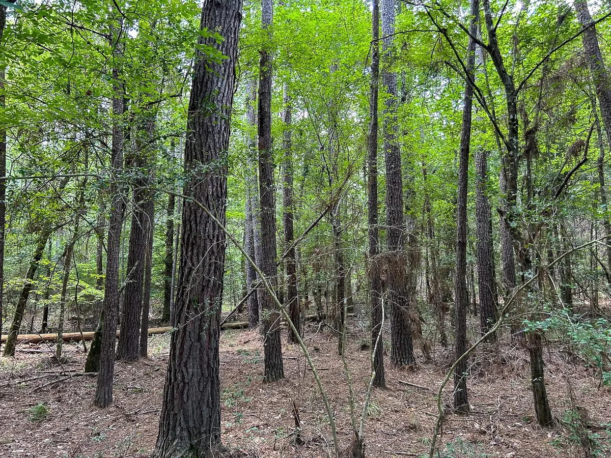View of local wilderness