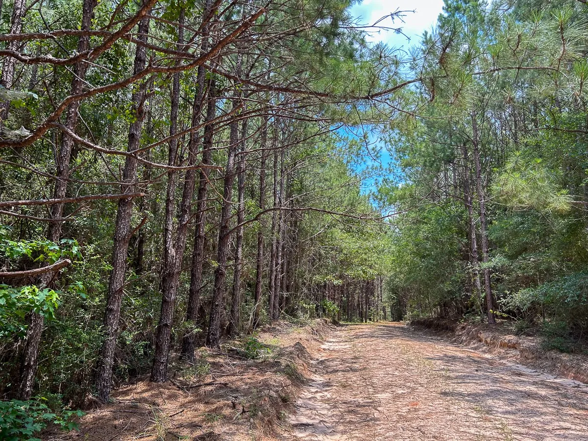 View of local wilderness