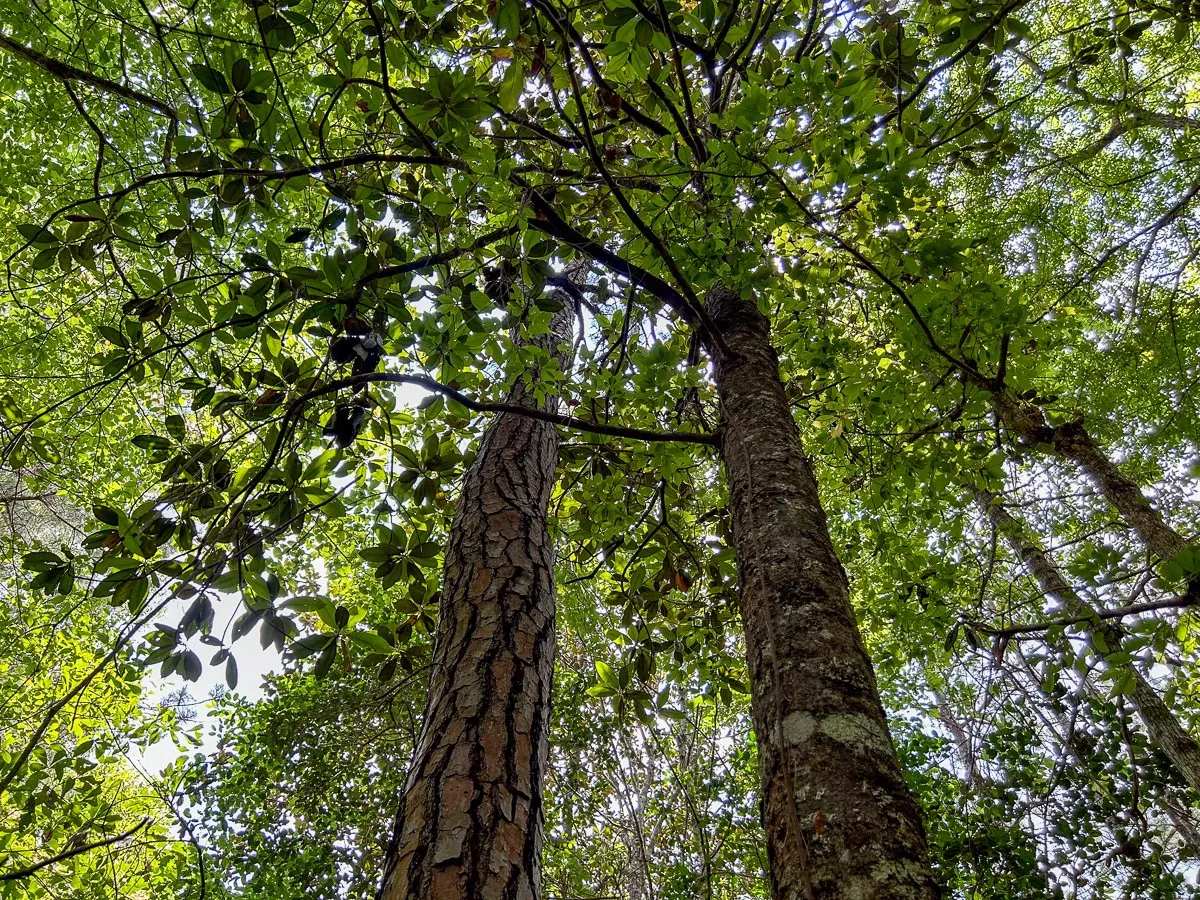 View of nature