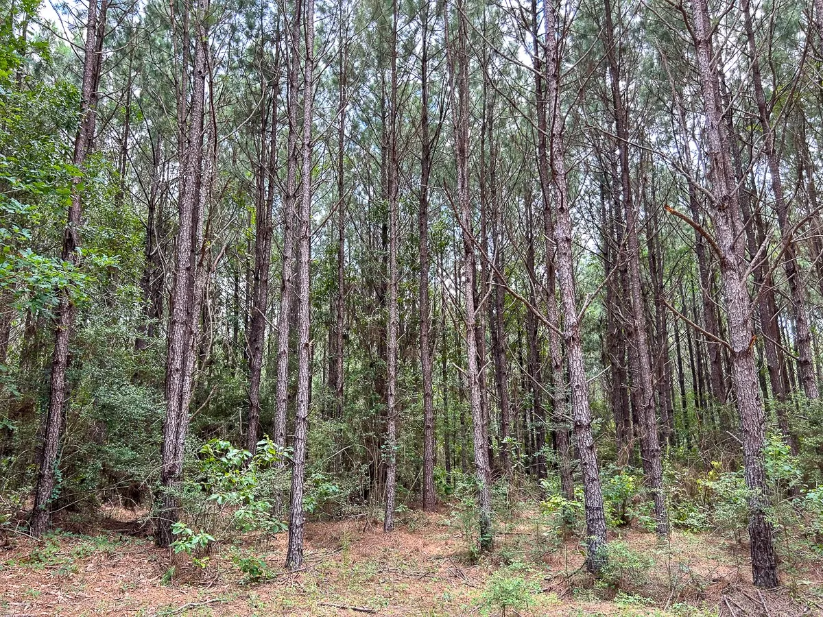 View of local wilderness
