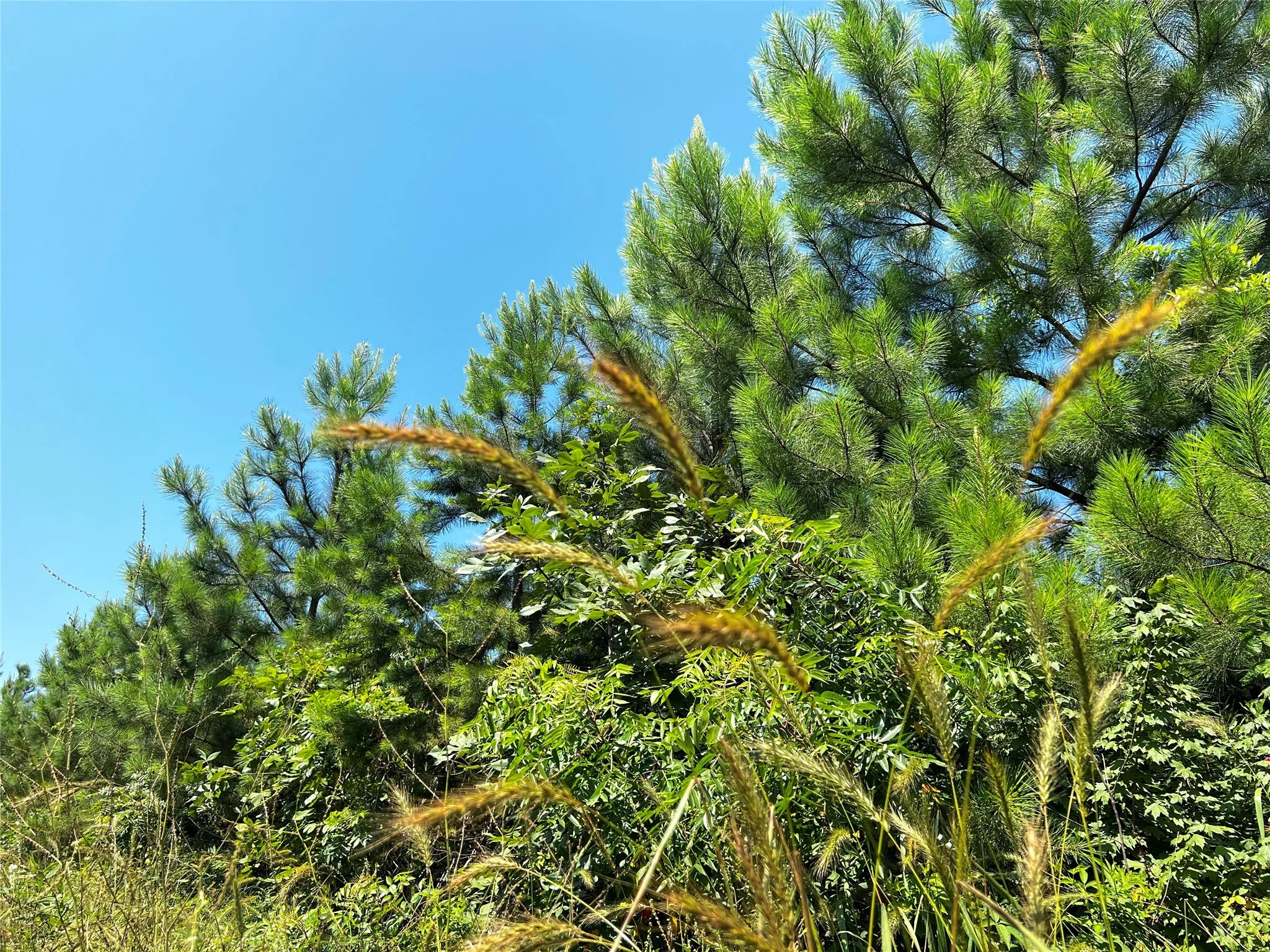 View of local wilderness
