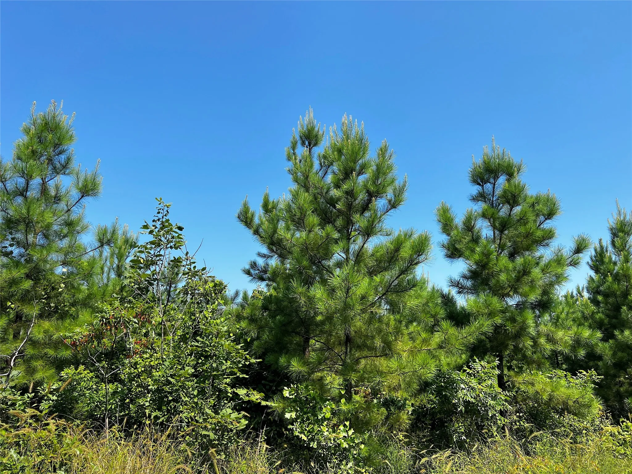 View of local wilderness