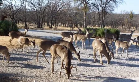Wildlife abound at Oak Point