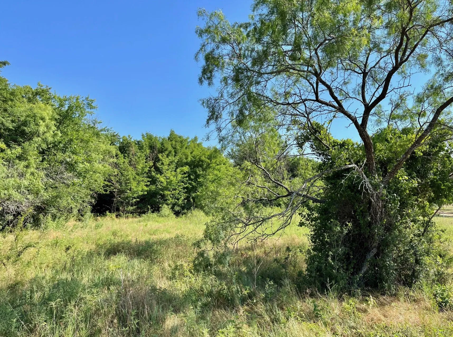 View of nature