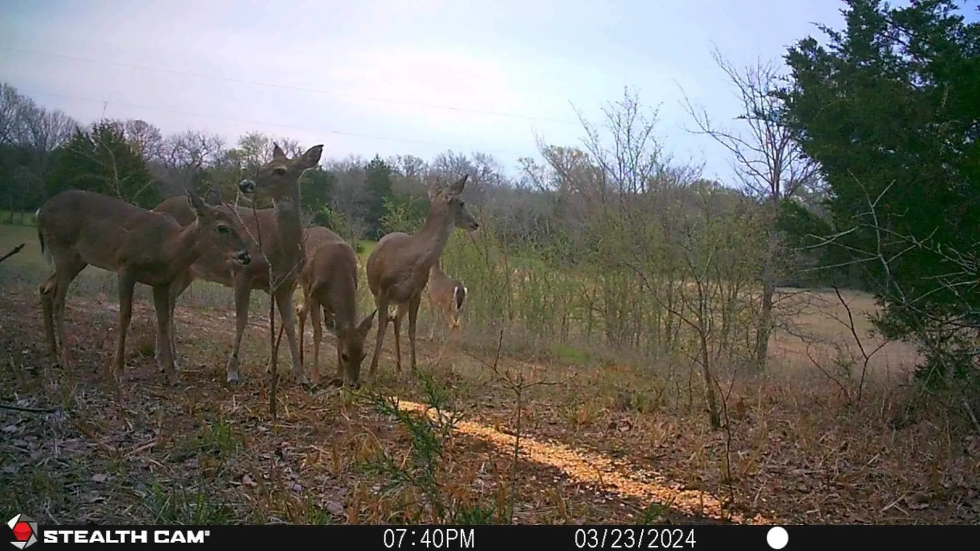Unimproved Land For Sale in Grayson County , 3285 Roland Road, Whitesboro, Texas 76273, 0, 0, Garage spaces, 0 Sqft, built in 0, Price $1,700,000, mls#20677803, Real Estate Agent in Whitesboro, Homes For Sale in Grayson county, Homes For Sale in Whitesboro, Realtor in Whitesboro Texas, Real Estate Brokerage Independent Realty Texas, Luminita Cordes Realtor