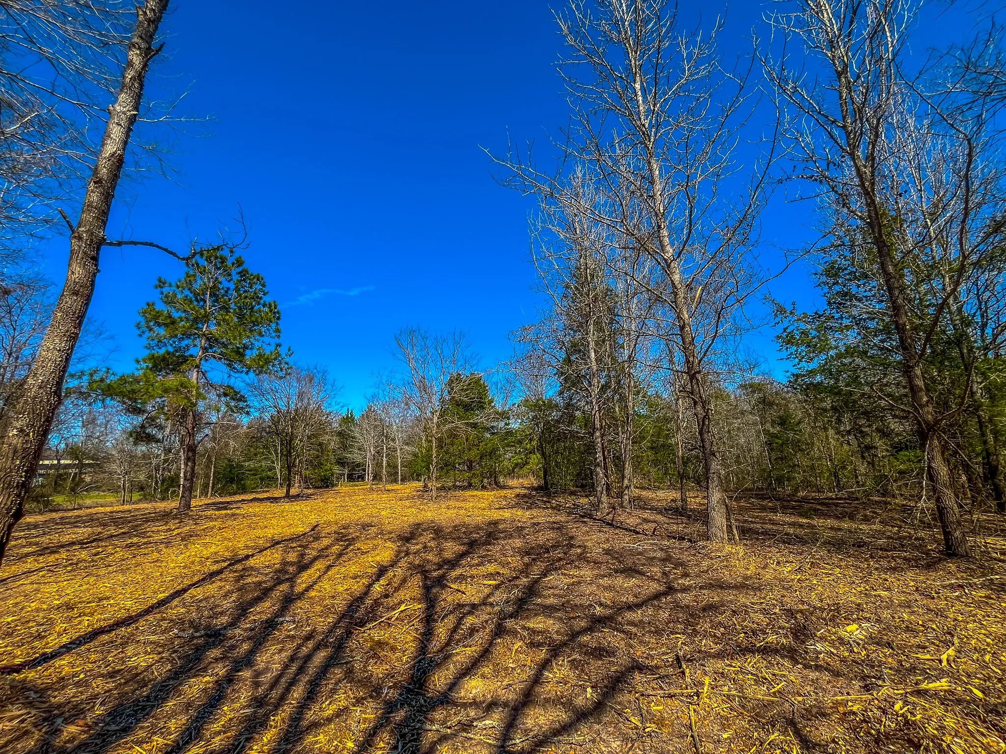 Unimproved Land For Sale in Cherokee County , Tract 1 County Road 1713, Jacksonville, Texas 75766, 0, 0, Garage spaces, 0 Sqft, built in 0, mls#20682634, Real Estate Agent in Jacksonville, Homes For Sale in Cherokee county, Homes For Sale in Jacksonville, Realtor in Jacksonville Texas, Real Estate Brokerage Independent Realty Texas, Luminita Cordes Realtor