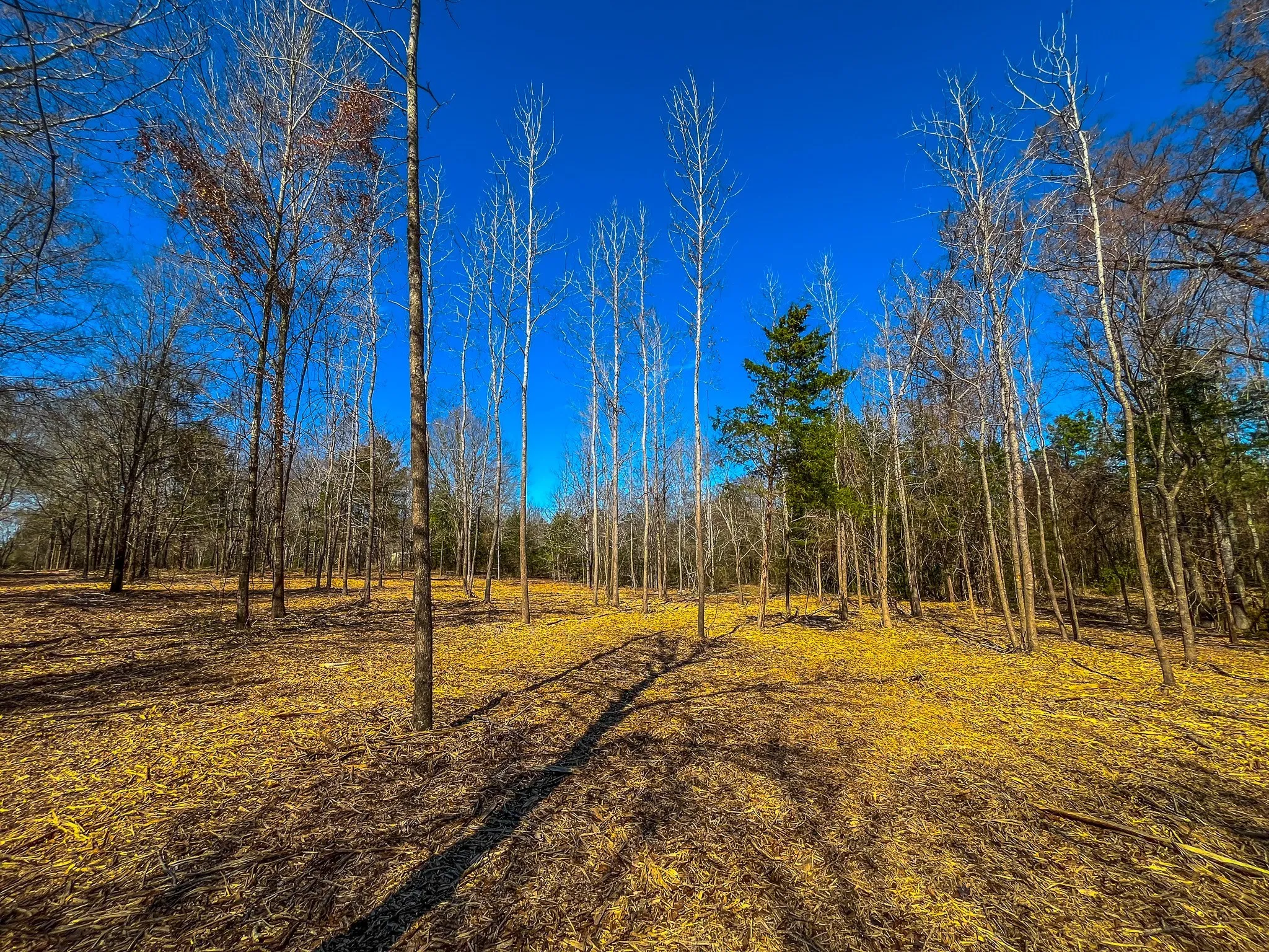 Unimproved Land For Sale in Cherokee County , Tract 1 County Road 1713, Jacksonville, Texas 75766, 0, 0, Garage spaces, 0 Sqft, built in 0, mls#20682634, Real Estate Agent in Jacksonville, Homes For Sale in Cherokee county, Homes For Sale in Jacksonville, Realtor in Jacksonville Texas, Real Estate Brokerage Independent Realty Texas, Luminita Cordes Realtor