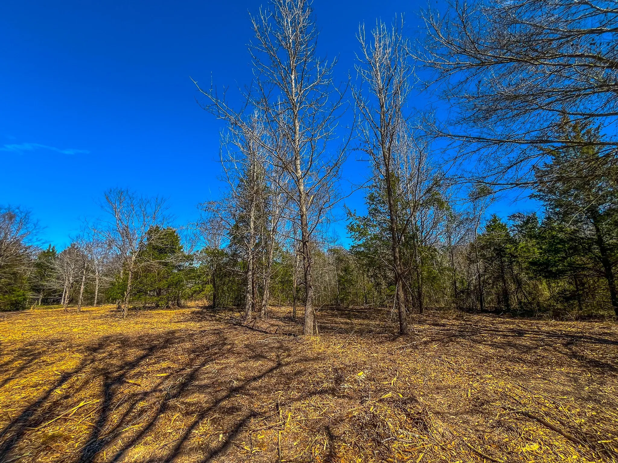 Unimproved Land For Sale in Cherokee County , Tract 1 County Road 1713, Jacksonville, Texas 75766, 0, 0, Garage spaces, 0 Sqft, built in 0, mls#20682634, Real Estate Agent in Jacksonville, Homes For Sale in Cherokee county, Homes For Sale in Jacksonville, Realtor in Jacksonville Texas, Real Estate Brokerage Independent Realty Texas, Luminita Cordes Realtor