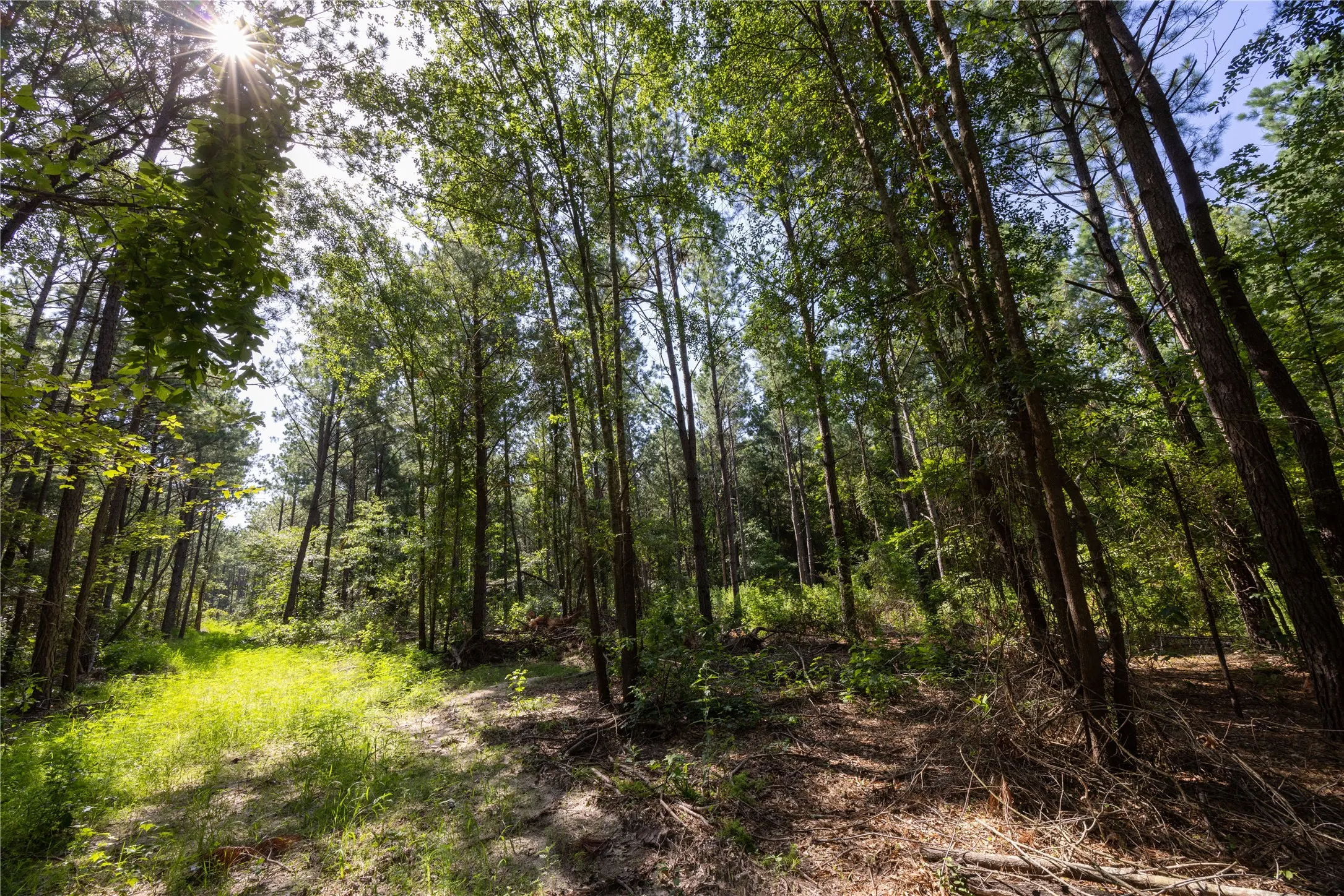 Unimproved Land For Sale in Cherokee County , Tract 2 County Road 1713, Jacksonville, Texas 75766, 0, 0, Garage spaces, 0 Sqft, built in 0, mls#20682729, Real Estate Agent in Jacksonville, Homes For Sale in Cherokee county, Homes For Sale in Jacksonville, Realtor in Jacksonville Texas, Real Estate Brokerage Independent Realty Texas, Luminita Cordes Realtor