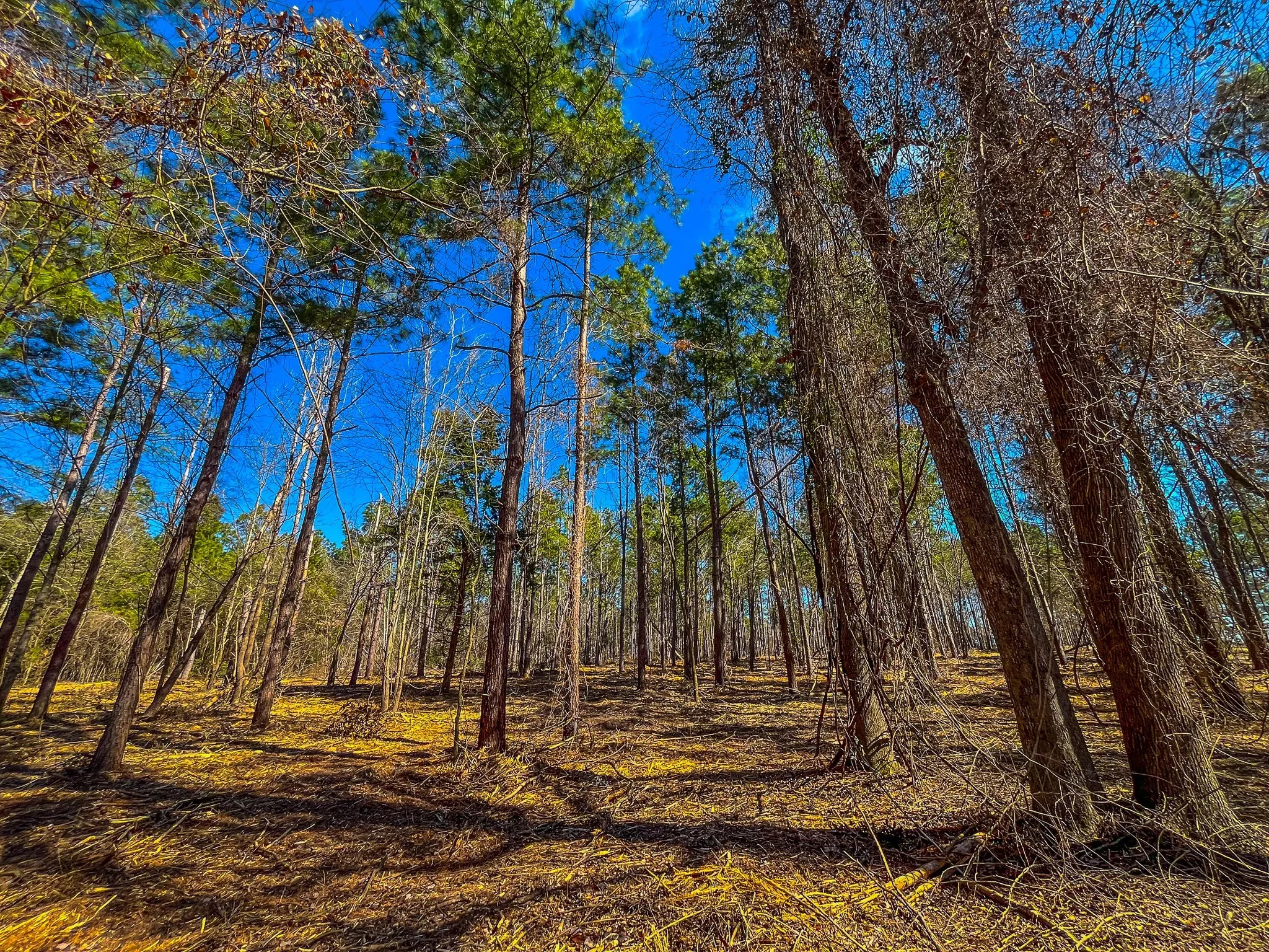Unimproved Land For Sale in Cherokee County , Tract 2 County Road 1713, Jacksonville, Texas 75766, 0, 0, Garage spaces, 0 Sqft, built in 0, mls#20682729, Real Estate Agent in Jacksonville, Homes For Sale in Cherokee county, Homes For Sale in Jacksonville, Realtor in Jacksonville Texas, Real Estate Brokerage Independent Realty Texas, Luminita Cordes Realtor
