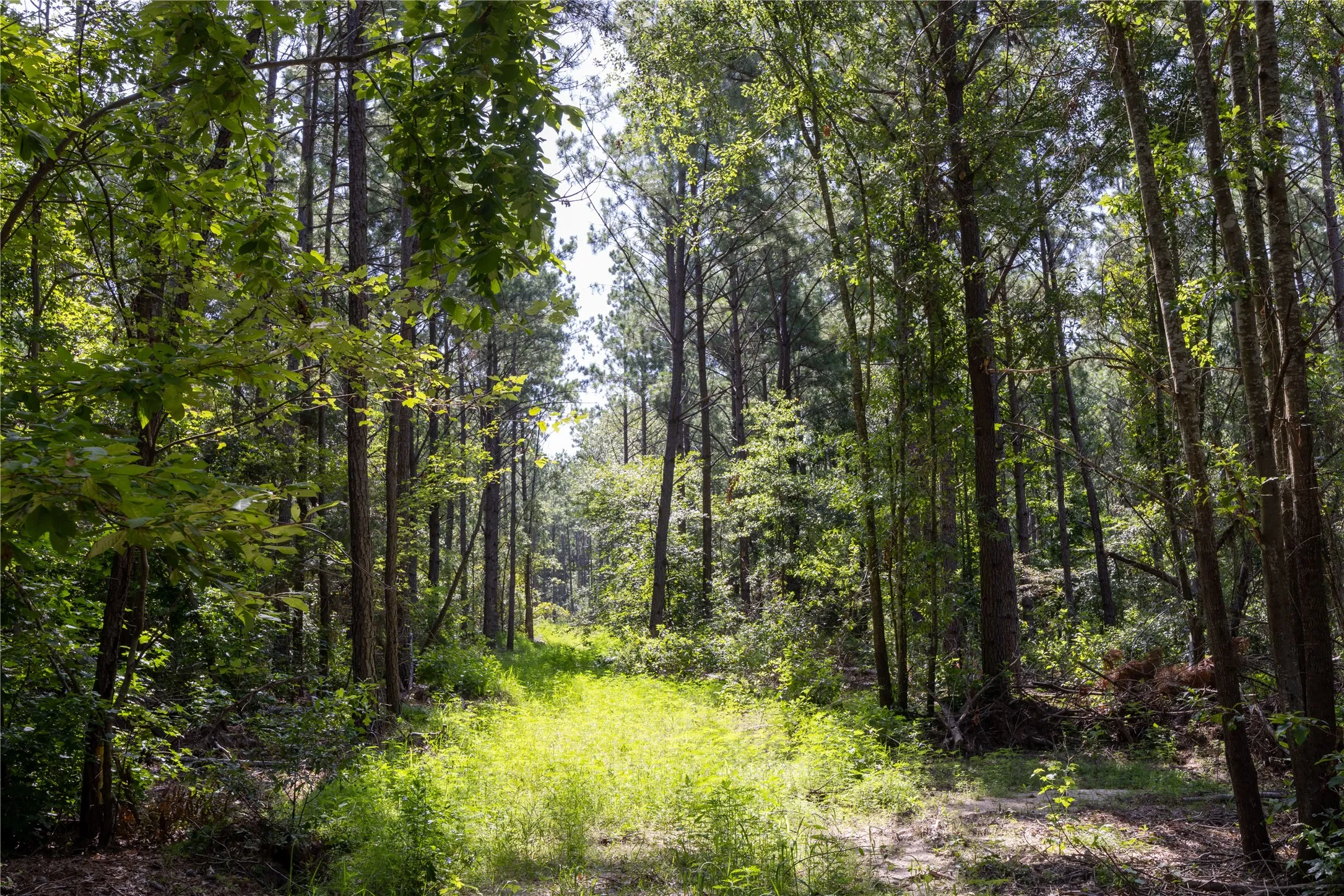 Unimproved Land For Sale in Cherokee County , Tract 2 County Road 1713, Jacksonville, Texas 75766, 0, 0, Garage spaces, 0 Sqft, built in 0, mls#20682729, Real Estate Agent in Jacksonville, Homes For Sale in Cherokee county, Homes For Sale in Jacksonville, Realtor in Jacksonville Texas, Real Estate Brokerage Independent Realty Texas, Luminita Cordes Realtor