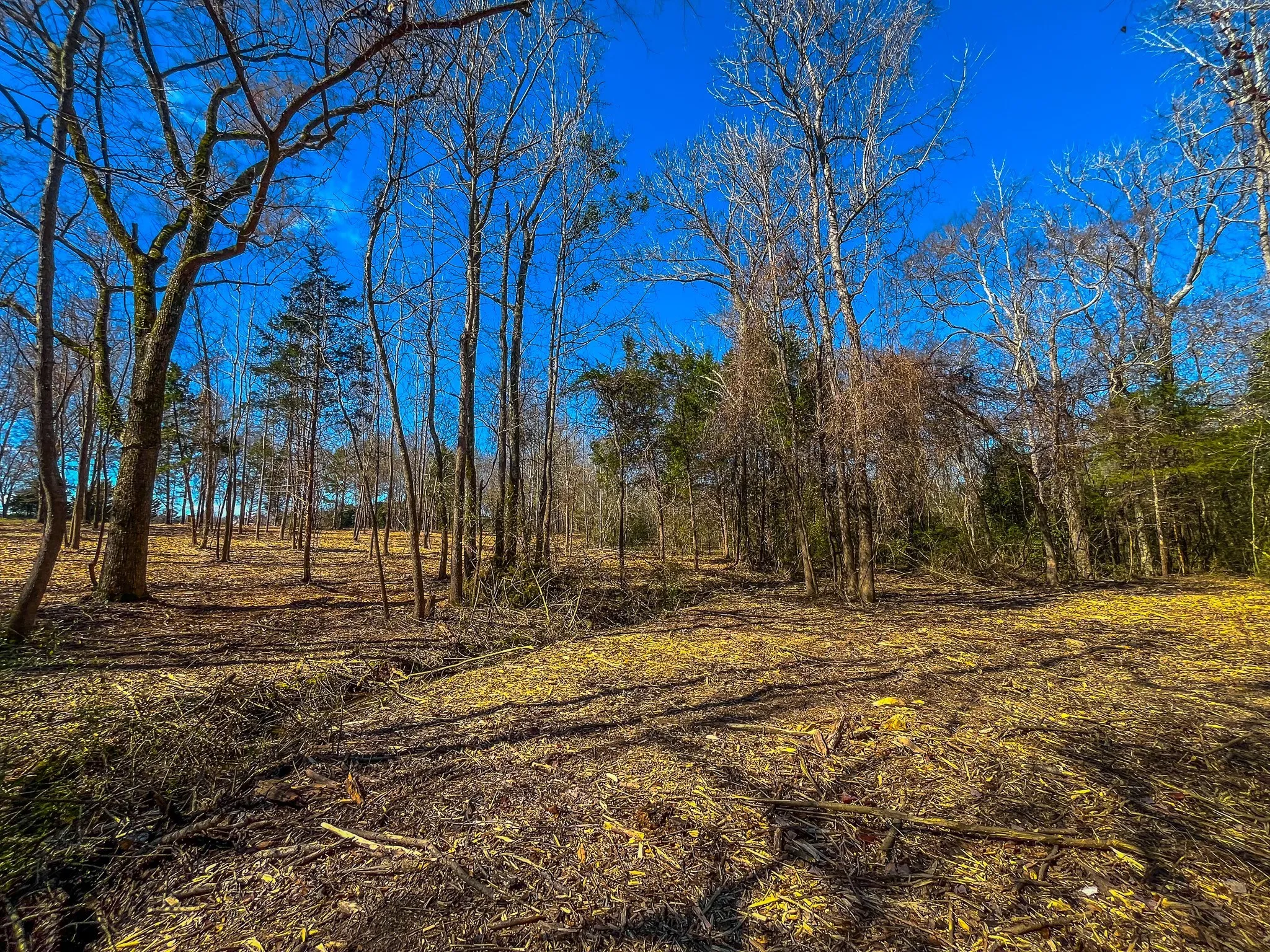 Unimproved Land For Sale in Cherokee County , Tract 2 County Road 1713, Jacksonville, Texas 75766, 0, 0, Garage spaces, 0 Sqft, built in 0, mls#20682729, Real Estate Agent in Jacksonville, Homes For Sale in Cherokee county, Homes For Sale in Jacksonville, Realtor in Jacksonville Texas, Real Estate Brokerage Independent Realty Texas, Luminita Cordes Realtor