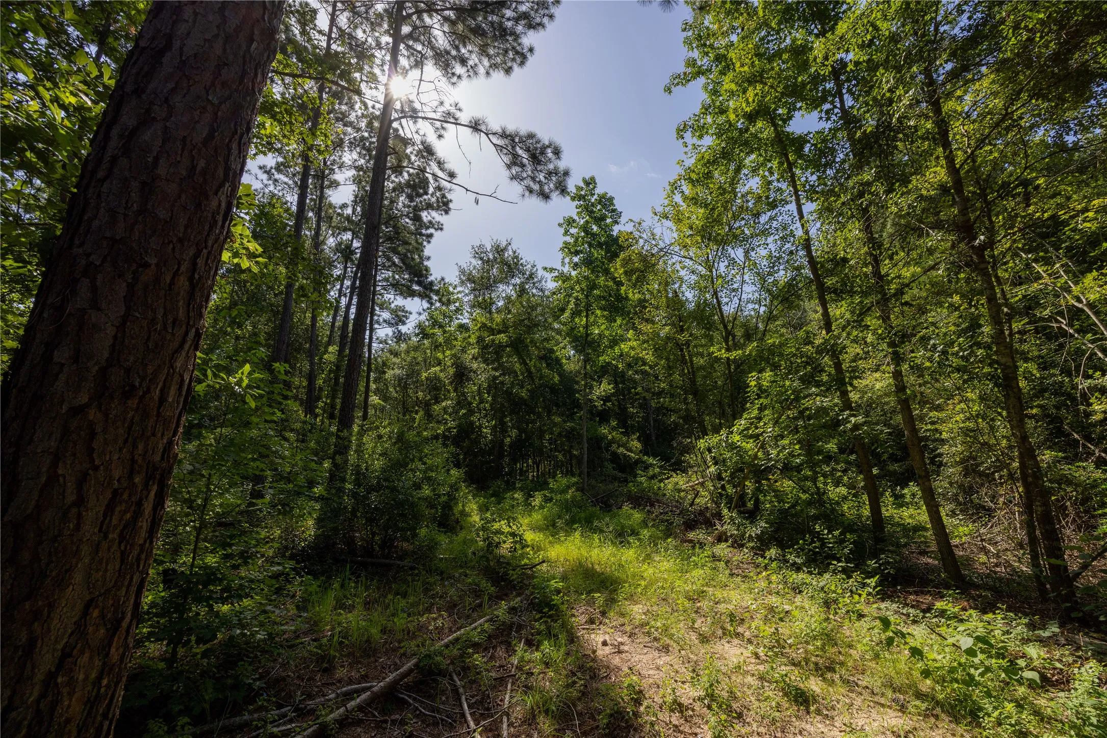Unimproved Land For Sale in Cherokee County , Tract 2 County Road 1713, Jacksonville, Texas 75766, 0, 0, Garage spaces, 0 Sqft, built in 0, mls#20682729, Real Estate Agent in Jacksonville, Homes For Sale in Cherokee county, Homes For Sale in Jacksonville, Realtor in Jacksonville Texas, Real Estate Brokerage Independent Realty Texas, Luminita Cordes Realtor