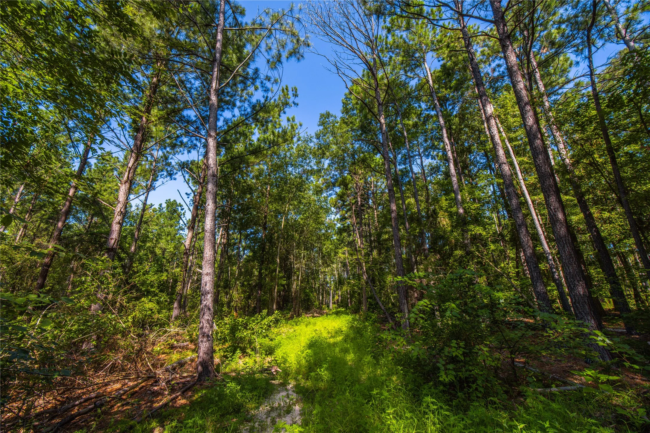 Unimproved Land For Sale in Cherokee County , Tract 3 County Road 1713, Jacksonville, Texas 75766, 0, 0, Garage spaces, 0 Sqft, built in 0, mls#20682827, Real Estate Agent in Jacksonville, Homes For Sale in Cherokee county, Homes For Sale in Jacksonville, Realtor in Jacksonville Texas, Real Estate Brokerage Independent Realty Texas, Luminita Cordes Realtor