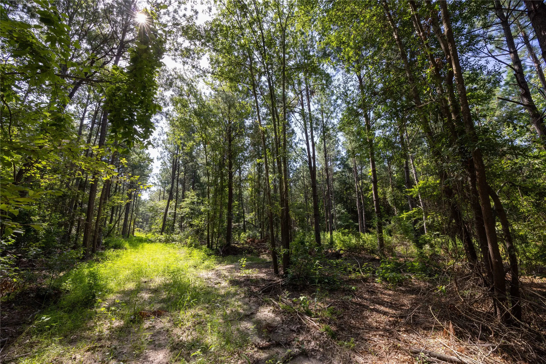 Unimproved Land For Sale in Cherokee County , Tract 3 County Road 1713, Jacksonville, Texas 75766, 0, 0, Garage spaces, 0 Sqft, built in 0, mls#20682827, Real Estate Agent in Jacksonville, Homes For Sale in Cherokee county, Homes For Sale in Jacksonville, Realtor in Jacksonville Texas, Real Estate Brokerage Independent Realty Texas, Luminita Cordes Realtor