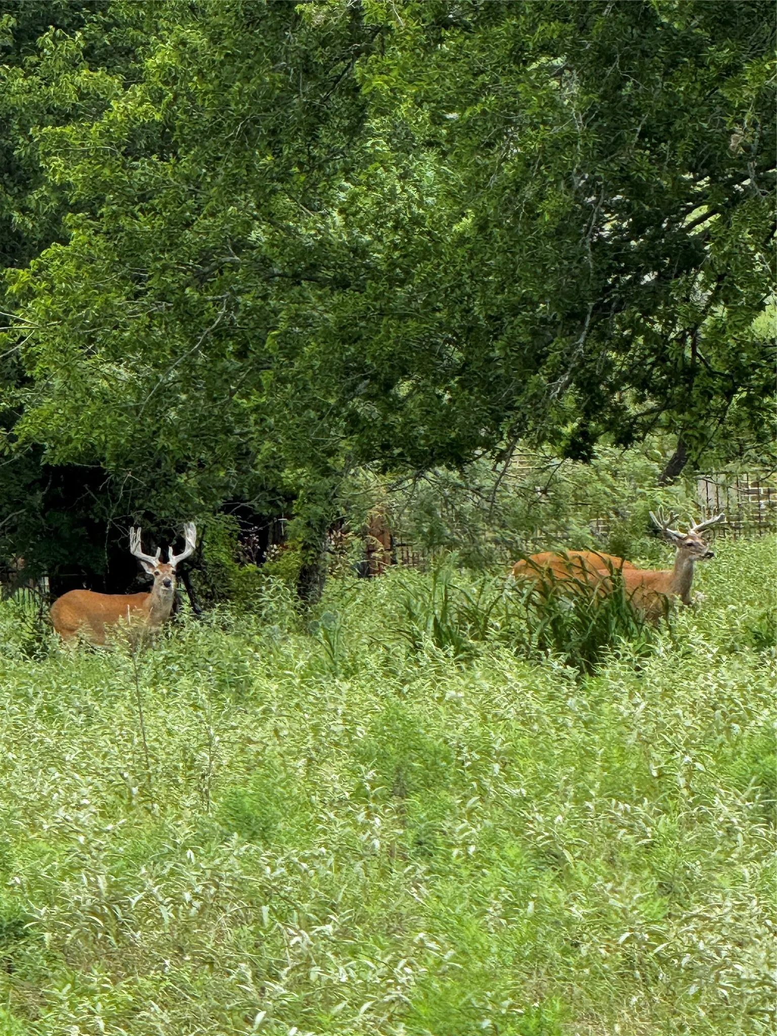 Wildlife