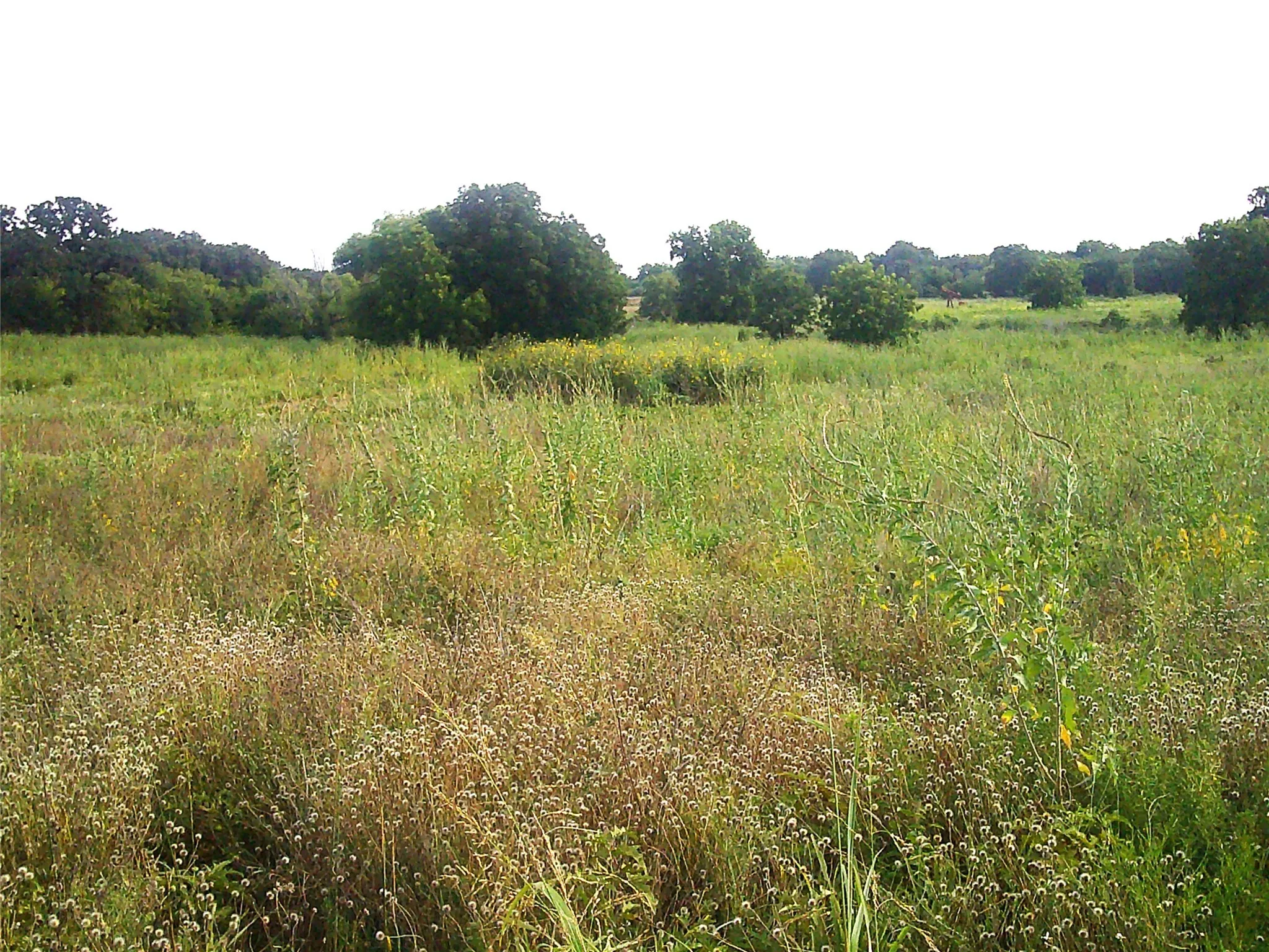 Unimproved Land For Sale in Montague County , Tr 1 West RC, Bowie, Texas 76230, 0, 0, Garage spaces, 0 Sqft, built in 0, mls#20686997, Real Estate Agent in Bowie, Homes For Sale in Montague county, Homes For Sale in Bowie, Realtor in Bowie Texas, Real Estate Brokerage Independent Realty Texas, Luminita Cordes Realtor