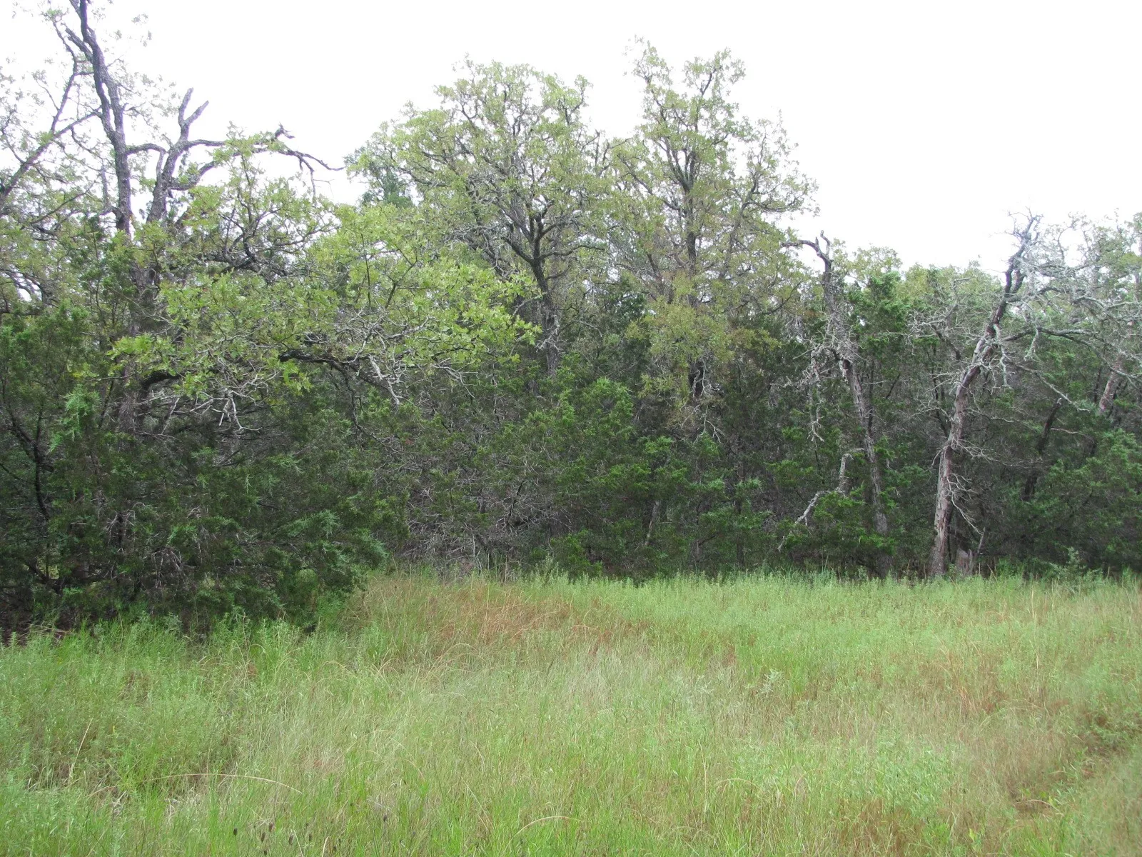 Ranch For Sale in Coryell County , TBD PR 1002, Purmela, Texas 76566, 0, 0, Garage spaces, 0 Sqft, built in 0, mls#20691532, Real Estate Agent in Purmela, Homes For Sale in Coryell county, Homes For Sale in Purmela, Realtor in Purmela Texas, Real Estate Brokerage Independent Realty Texas, Luminita Cordes Realtor