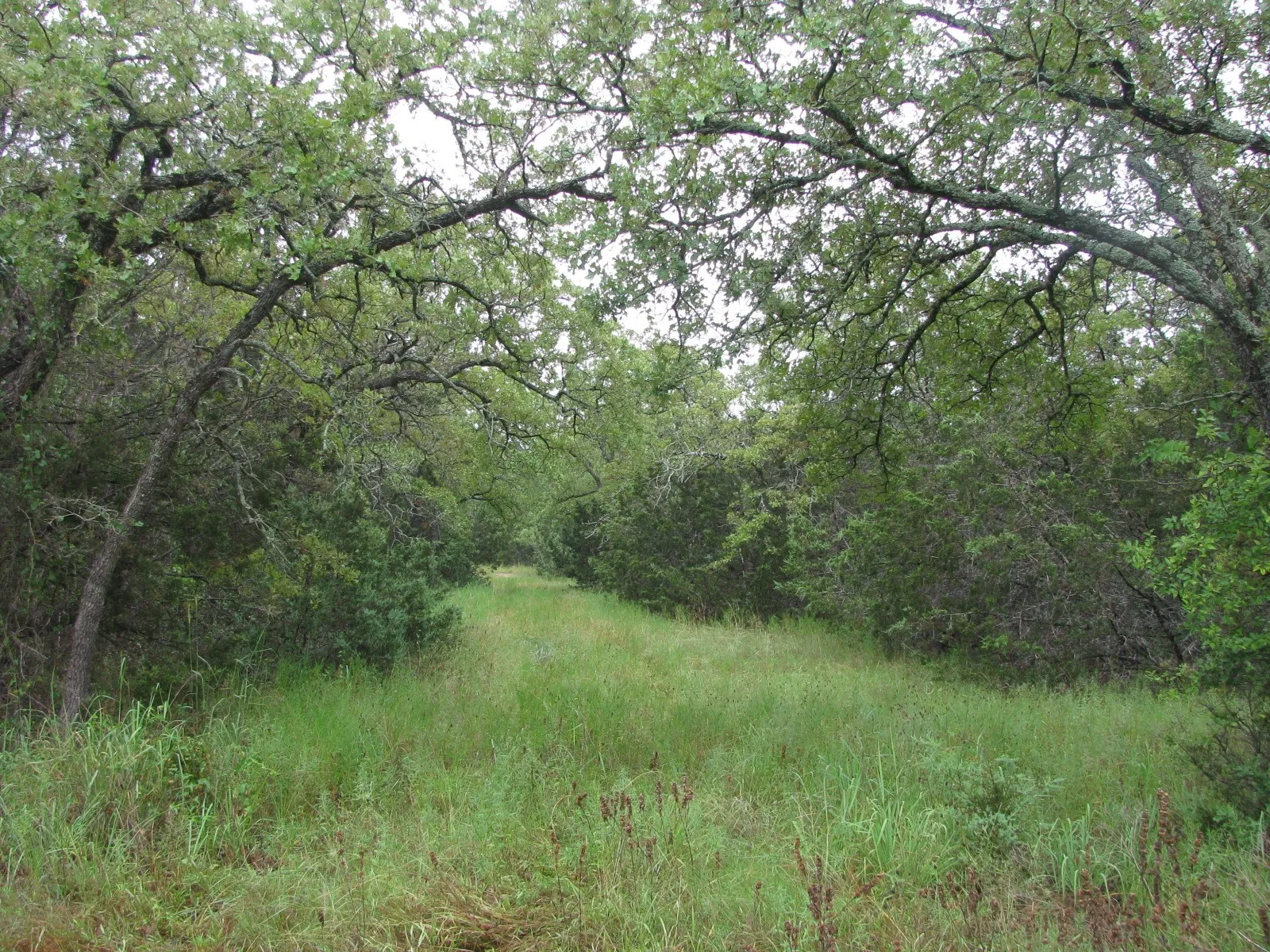 Ranch For Sale in Coryell County , TBD PR 1002, Purmela, Texas 76566, 0, 0, Garage spaces, 0 Sqft, built in 0, mls#20691532, Real Estate Agent in Purmela, Homes For Sale in Coryell county, Homes For Sale in Purmela, Realtor in Purmela Texas, Real Estate Brokerage Independent Realty Texas, Luminita Cordes Realtor