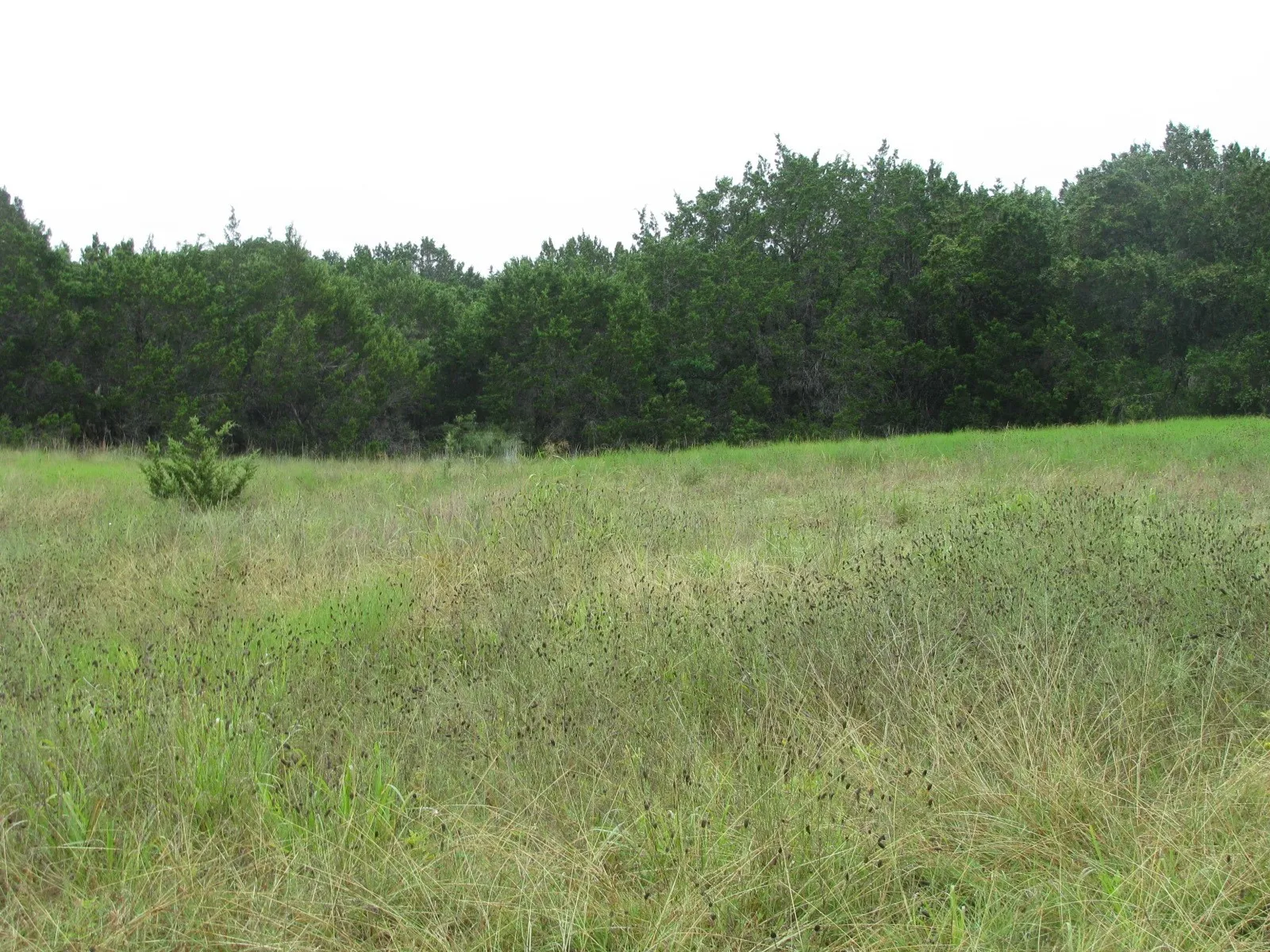 Ranch For Sale in Coryell County , TBD PR 1002, Purmela, Texas 76566, 0, 0, Garage spaces, 0 Sqft, built in 0, mls#20691532, Real Estate Agent in Purmela, Homes For Sale in Coryell county, Homes For Sale in Purmela, Realtor in Purmela Texas, Real Estate Brokerage Independent Realty Texas, Luminita Cordes Realtor