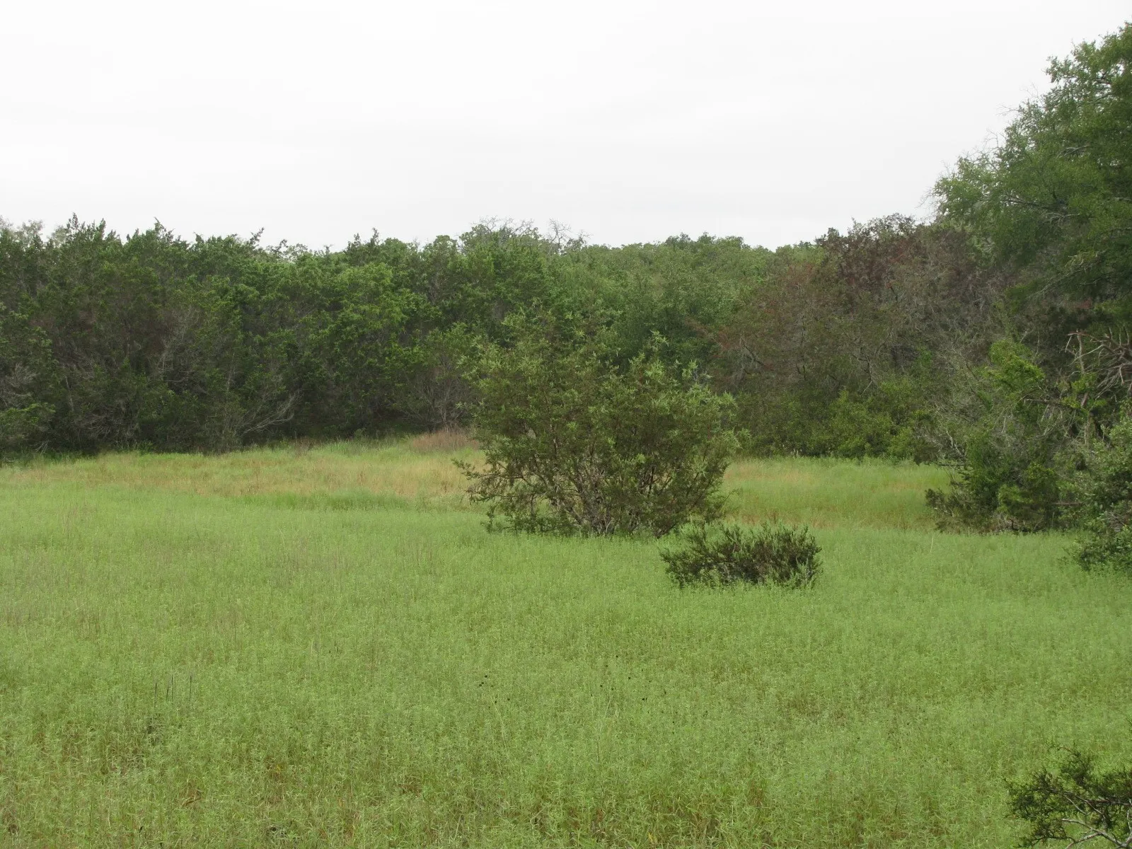 Ranch For Sale in Coryell County , TBD PR 1002, Purmela, Texas 76566, 0, 0, Garage spaces, 0 Sqft, built in 0, mls#20691532, Real Estate Agent in Purmela, Homes For Sale in Coryell county, Homes For Sale in Purmela, Realtor in Purmela Texas, Real Estate Brokerage Independent Realty Texas, Luminita Cordes Realtor