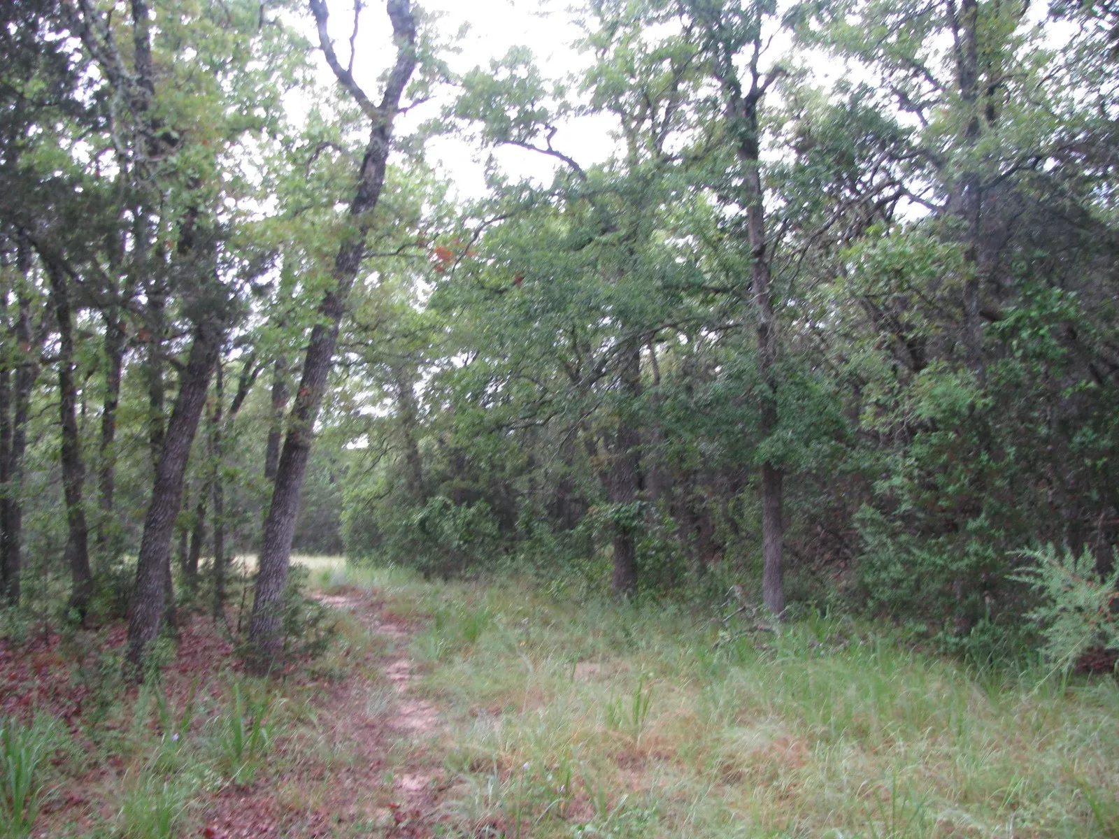 Ranch For Sale in Coryell County , TBD PR 1002, Purmela, Texas 76566, 0, 0, Garage spaces, 0 Sqft, built in 0, mls#20691532, Real Estate Agent in Purmela, Homes For Sale in Coryell county, Homes For Sale in Purmela, Realtor in Purmela Texas, Real Estate Brokerage Independent Realty Texas, Luminita Cordes Realtor