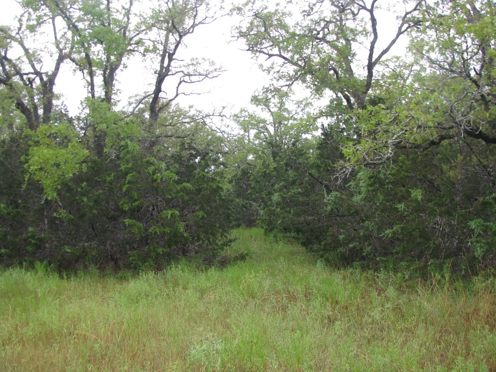 Ranch For Sale in Coryell County , TBD PR 1002, Purmela, Texas 76566, 0, 0, Garage spaces, 0 Sqft, built in 0, mls#20691532, Real Estate Agent in Purmela, Homes For Sale in Coryell county, Homes For Sale in Purmela, Realtor in Purmela Texas, Real Estate Brokerage Independent Realty Texas, Luminita Cordes Realtor