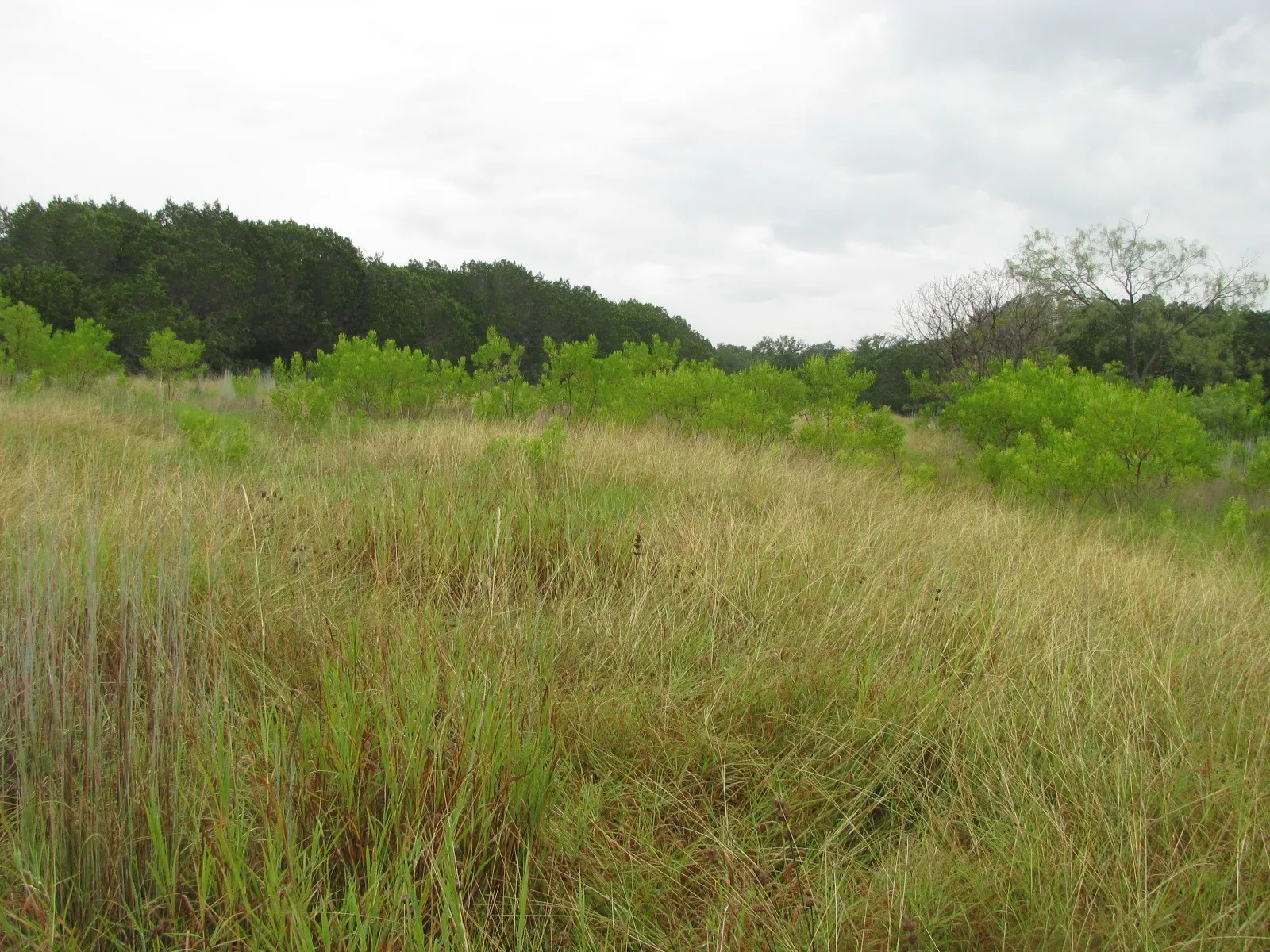 Ranch For Sale in Coryell County , TBD PR 1002, Purmela, Texas 76566, 0, 0, Garage spaces, 0 Sqft, built in 0, mls#20691532, Real Estate Agent in Purmela, Homes For Sale in Coryell county, Homes For Sale in Purmela, Realtor in Purmela Texas, Real Estate Brokerage Independent Realty Texas, Luminita Cordes Realtor
