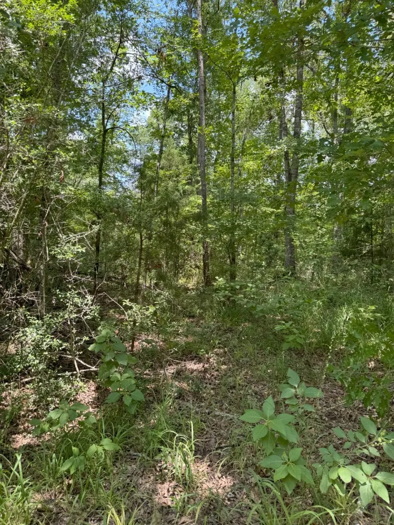 Ranch For Sale in Rusk County , TBD County Road 3163, Laneville, Texas 75667, 0, 0, Garage spaces, 0 Sqft, built in 0, Price $927,000, mls#20701510, Real Estate Agent in Laneville, Homes For Sale in Rusk county, Homes For Sale in Laneville, Realtor in Laneville Texas, Real Estate Brokerage Independent Realty Texas, Luminita Cordes Realtor