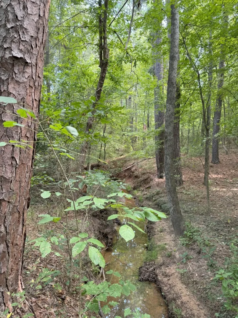 Ranch For Sale in Rusk County , TBD County Road 3163, Laneville, Texas 75667, 0, 0, Garage spaces, 0 Sqft, built in 0, Price $927,000, mls#20701510, Real Estate Agent in Laneville, Homes For Sale in Rusk county, Homes For Sale in Laneville, Realtor in Laneville Texas, Real Estate Brokerage Independent Realty Texas, Luminita Cordes Realtor