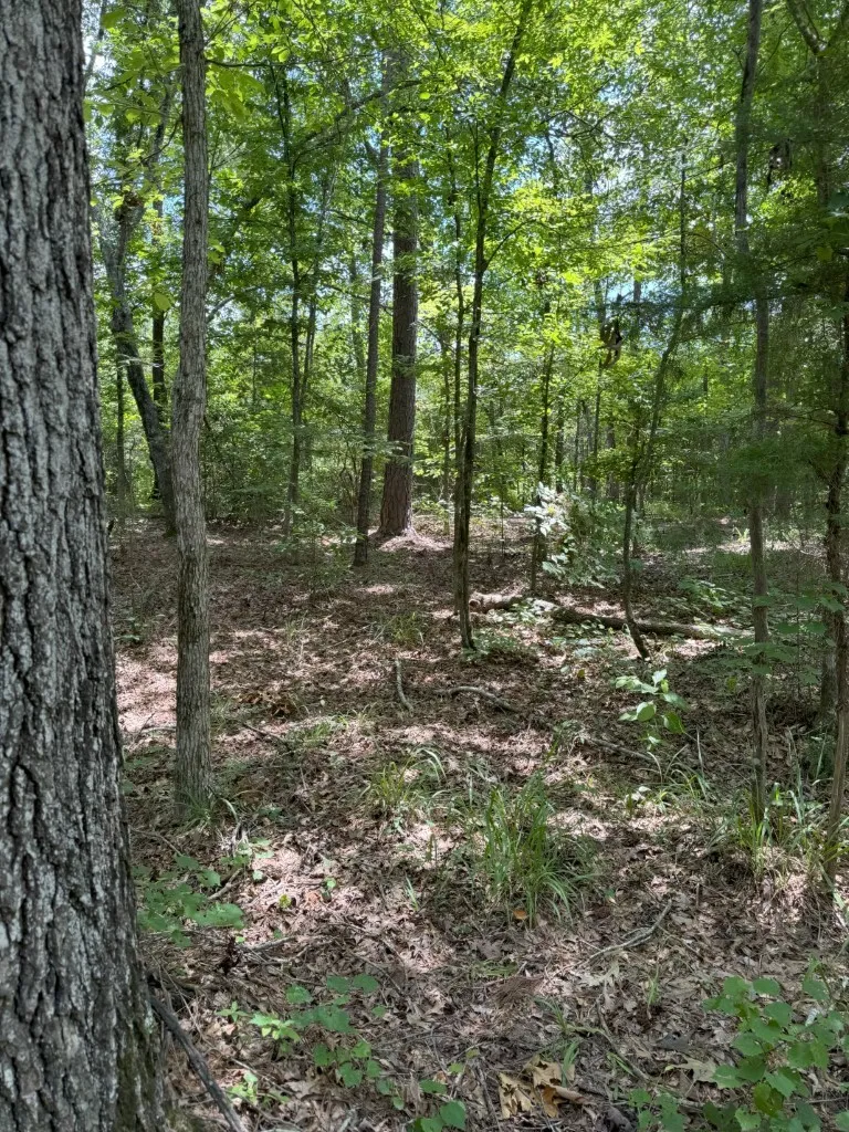 Ranch For Sale in Rusk County , TBD County Road 3163, Laneville, Texas 75667, 0, 0, Garage spaces, 0 Sqft, built in 0, Price $927,000, mls#20701510, Real Estate Agent in Laneville, Homes For Sale in Rusk county, Homes For Sale in Laneville, Realtor in Laneville Texas, Real Estate Brokerage Independent Realty Texas, Luminita Cordes Realtor