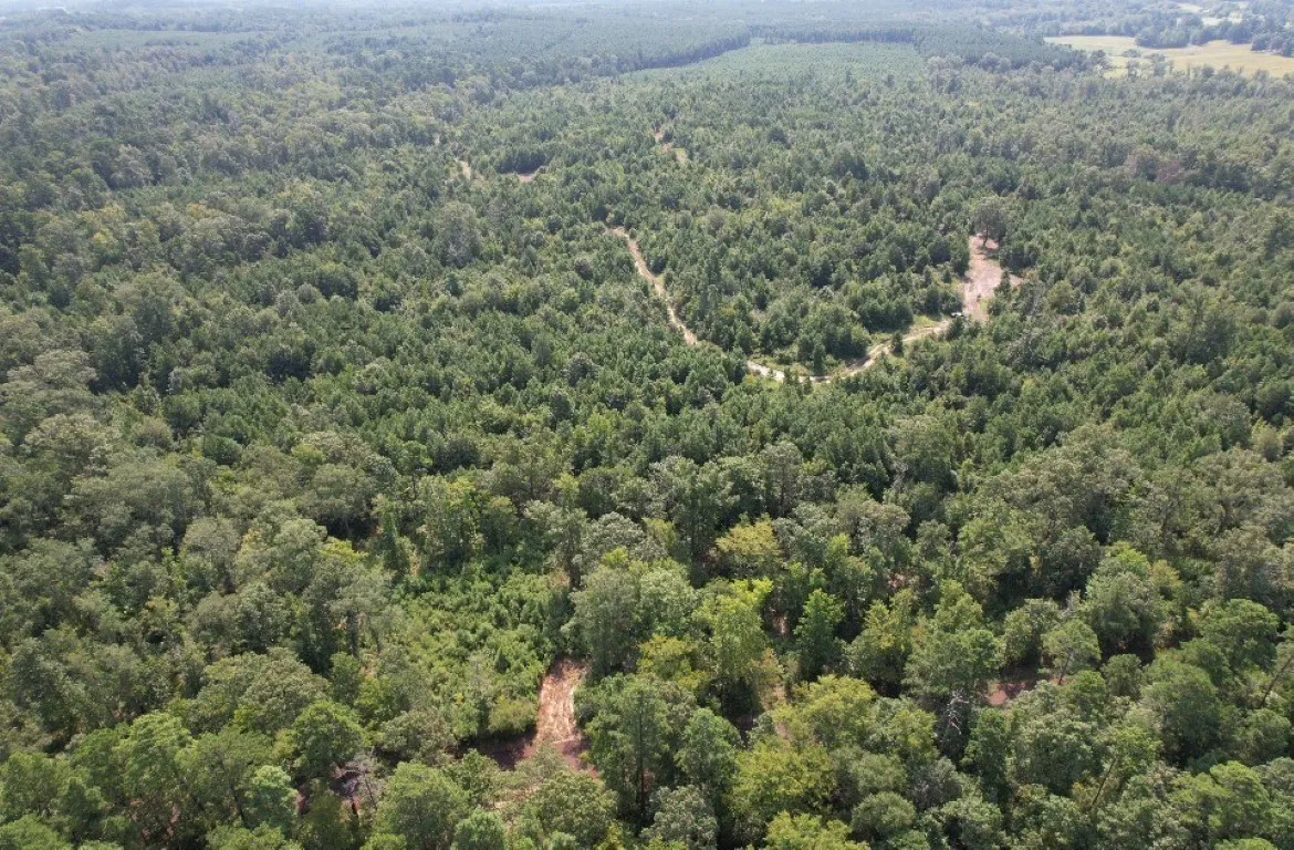 Ranch For Sale in Rusk County , TBD County Road 3163, Laneville, Texas 75667, 0, 0, Garage spaces, 0 Sqft, built in 0, Price $927,000, mls#20701510, Real Estate Agent in Laneville, Homes For Sale in Rusk county, Homes For Sale in Laneville, Realtor in Laneville Texas, Real Estate Brokerage Independent Realty Texas, Luminita Cordes Realtor