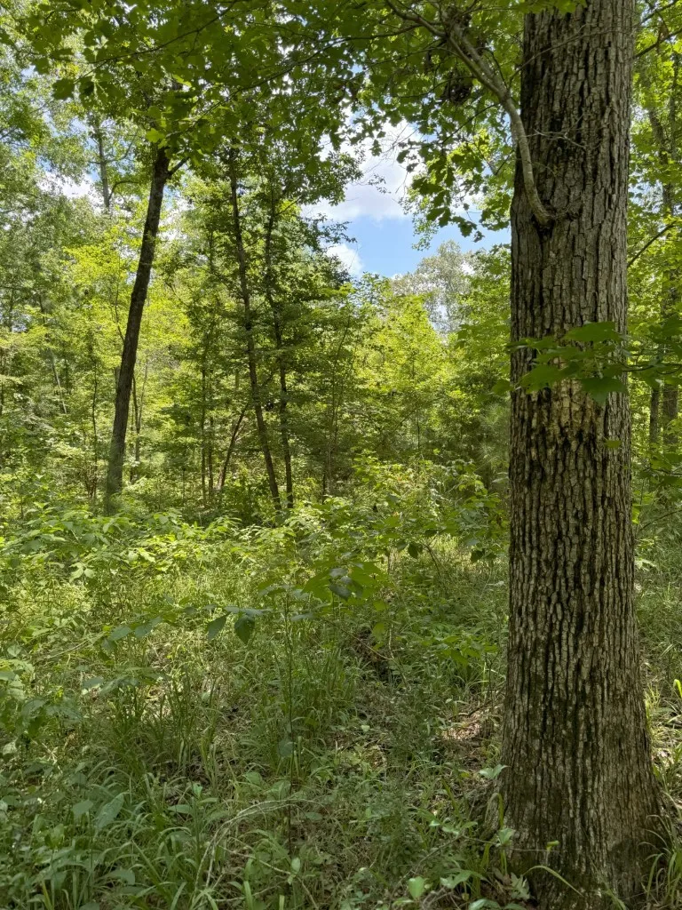Ranch For Sale in Rusk County , TBD County Road 3163, Laneville, Texas 75667, 0, 0, Garage spaces, 0 Sqft, built in 0, Price $927,000, mls#20701510, Real Estate Agent in Laneville, Homes For Sale in Rusk county, Homes For Sale in Laneville, Realtor in Laneville Texas, Real Estate Brokerage Independent Realty Texas, Luminita Cordes Realtor