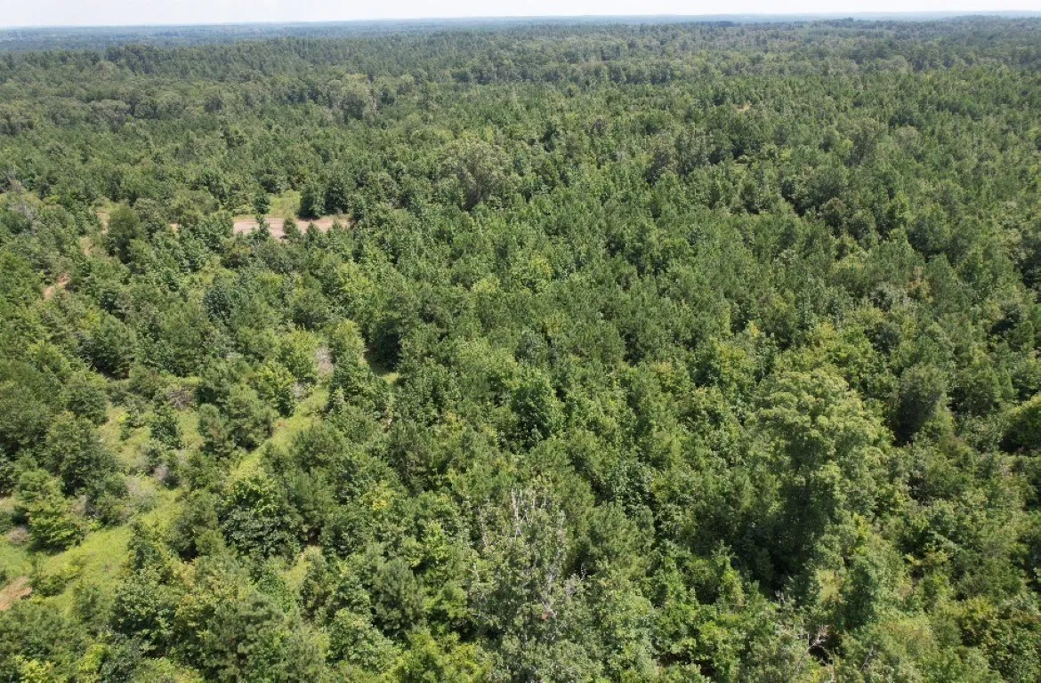 Ranch For Sale in Rusk County , TBD County Road 3163, Laneville, Texas 75667, 0, 0, Garage spaces, 0 Sqft, built in 0, Price $927,000, mls#20701510, Real Estate Agent in Laneville, Homes For Sale in Rusk county, Homes For Sale in Laneville, Realtor in Laneville Texas, Real Estate Brokerage Independent Realty Texas, Luminita Cordes Realtor