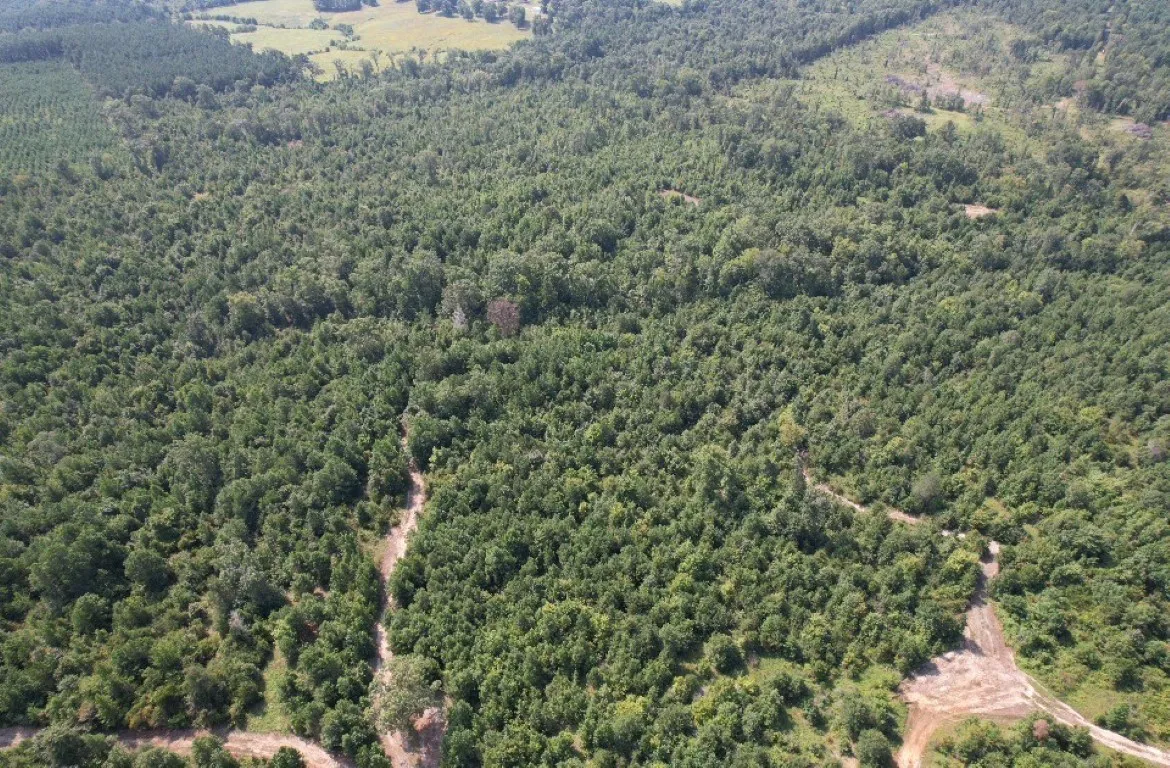 Ranch For Sale in Rusk County , TBD County Road 3163, Laneville, Texas 75667, 0, 0, Garage spaces, 0 Sqft, built in 0, Price $927,000, mls#20701510, Real Estate Agent in Laneville, Homes For Sale in Rusk county, Homes For Sale in Laneville, Realtor in Laneville Texas, Real Estate Brokerage Independent Realty Texas, Luminita Cordes Realtor