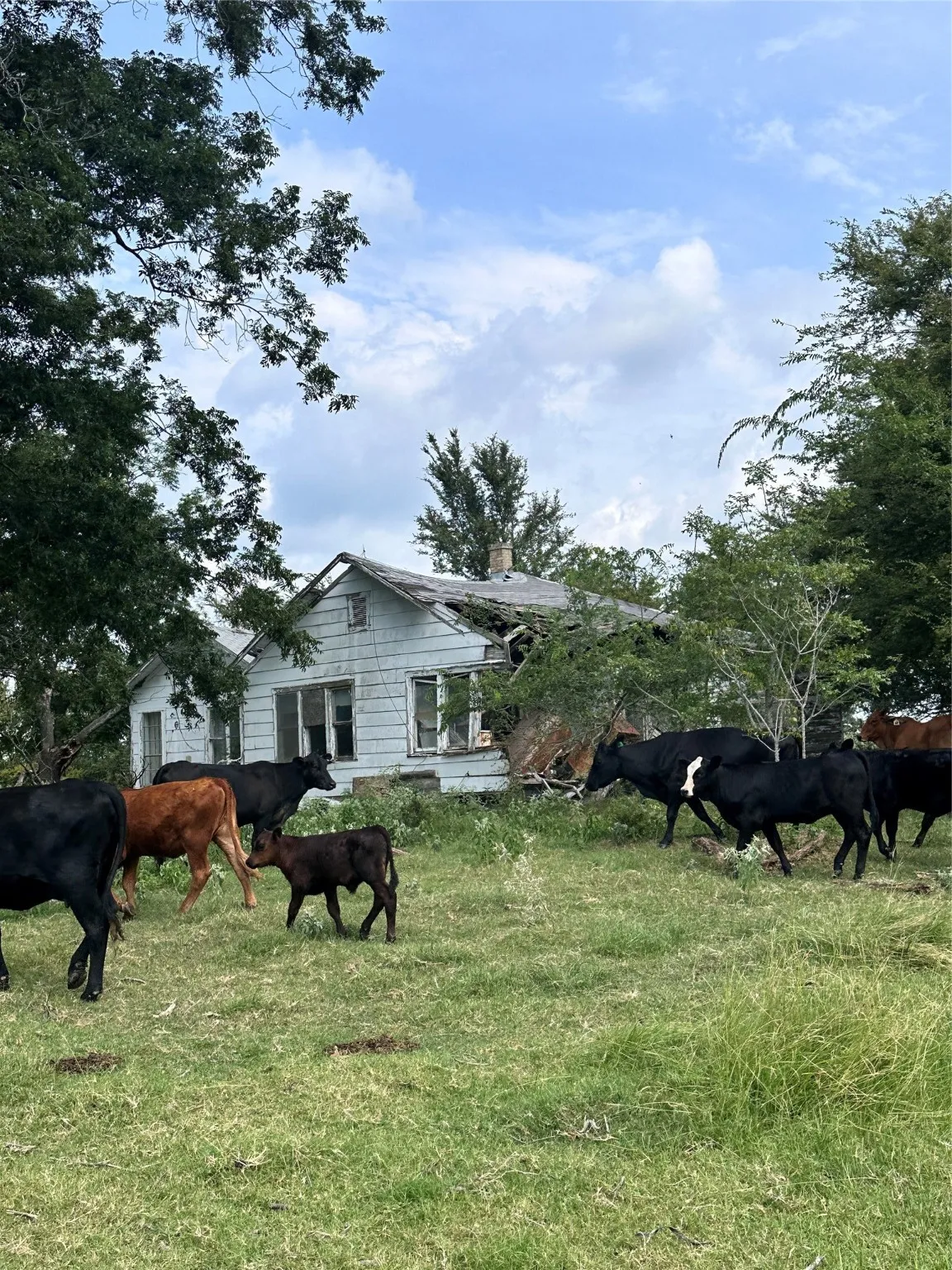 Unimproved Land For Sale in Van Zandt County , 200 VZ CR 2422, Mabank, Texas 75147, 0, 0, Garage spaces, 0 Sqft, built in 0, mls#20702858, Real Estate Agent in Mabank, Homes For Sale in Van Zandt county, Homes For Sale in Mabank, Realtor in Mabank Texas, Real Estate Brokerage Independent Realty Texas, Luminita Cordes Realtor