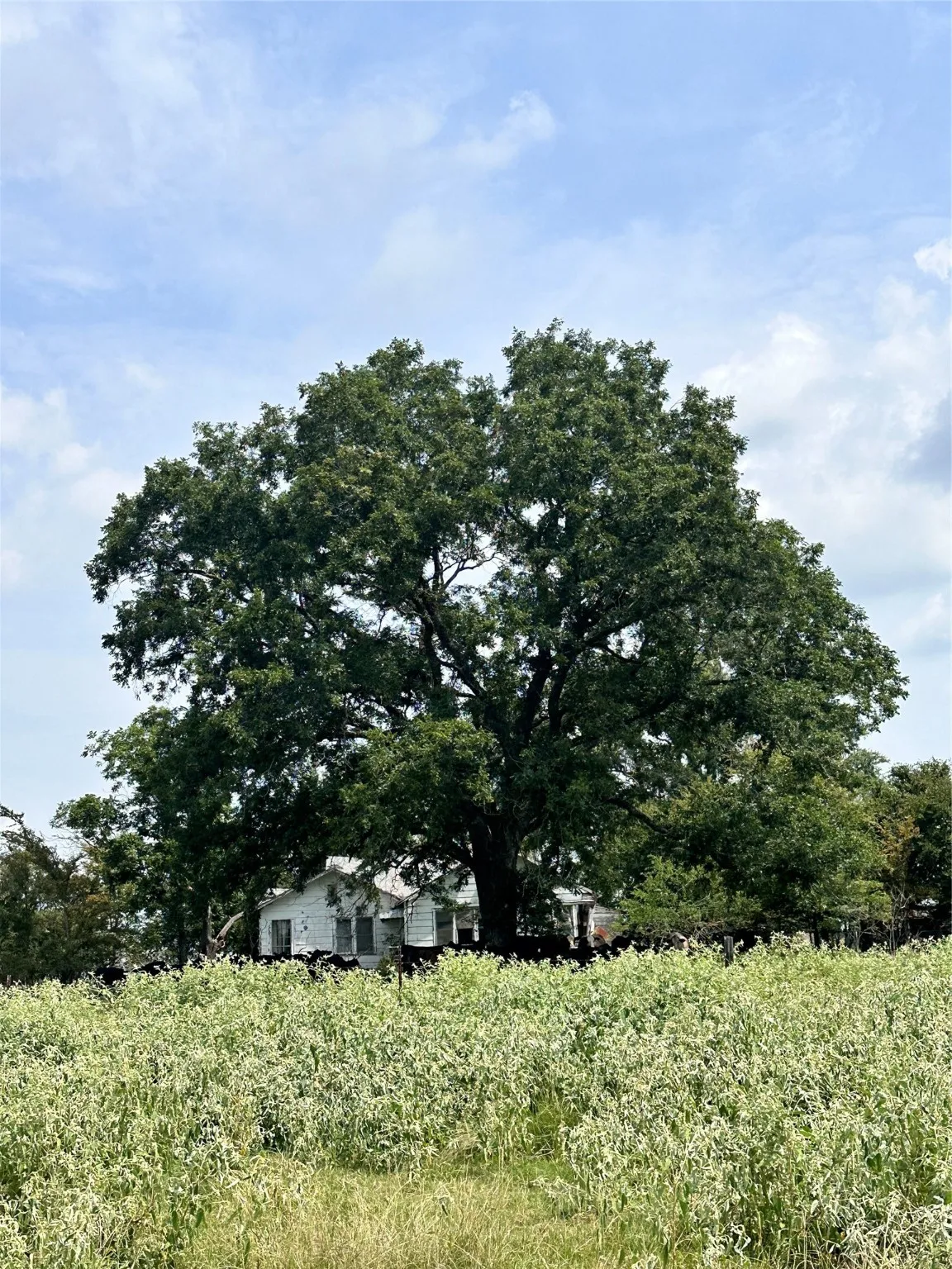 Unimproved Land For Sale in Van Zandt County , 200 VZ CR 2422, Mabank, Texas 75147, 0, 0, Garage spaces, 0 Sqft, built in 0, mls#20702858, Real Estate Agent in Mabank, Homes For Sale in Van Zandt county, Homes For Sale in Mabank, Realtor in Mabank Texas, Real Estate Brokerage Independent Realty Texas, Luminita Cordes Realtor