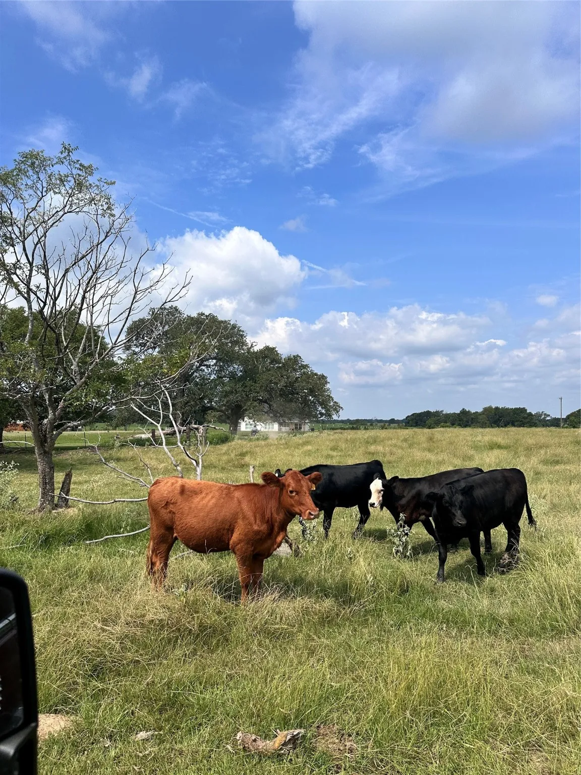 Unimproved Land For Sale in Van Zandt County , 200 VZ CR 2422, Mabank, Texas 75147, 0, 0, Garage spaces, 0 Sqft, built in 0, mls#20702858, Real Estate Agent in Mabank, Homes For Sale in Van Zandt county, Homes For Sale in Mabank, Realtor in Mabank Texas, Real Estate Brokerage Independent Realty Texas, Luminita Cordes Realtor