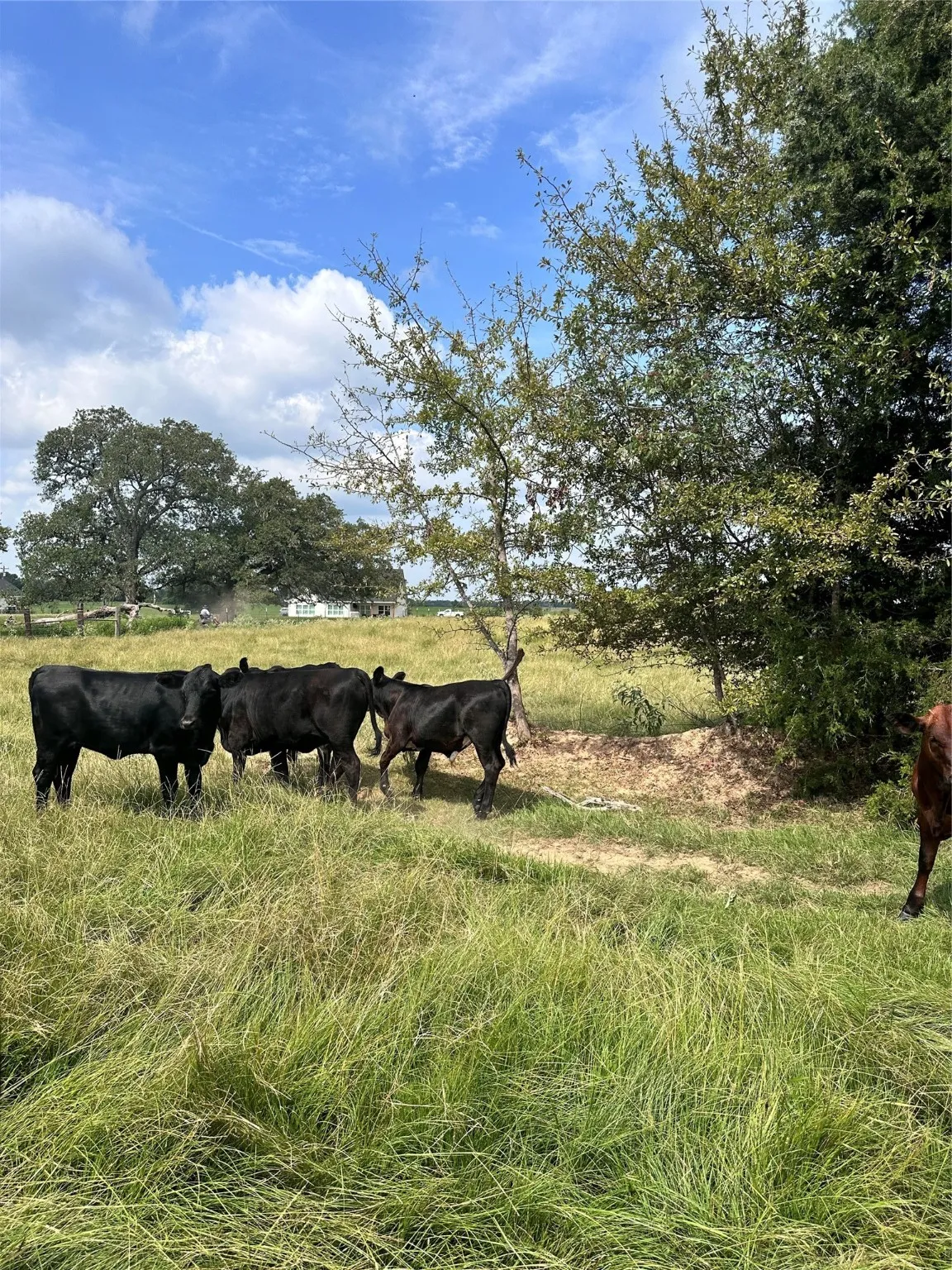 Unimproved Land For Sale in Van Zandt County , 200 VZ CR 2422, Mabank, Texas 75147, 0, 0, Garage spaces, 0 Sqft, built in 0, mls#20702858, Real Estate Agent in Mabank, Homes For Sale in Van Zandt county, Homes For Sale in Mabank, Realtor in Mabank Texas, Real Estate Brokerage Independent Realty Texas, Luminita Cordes Realtor