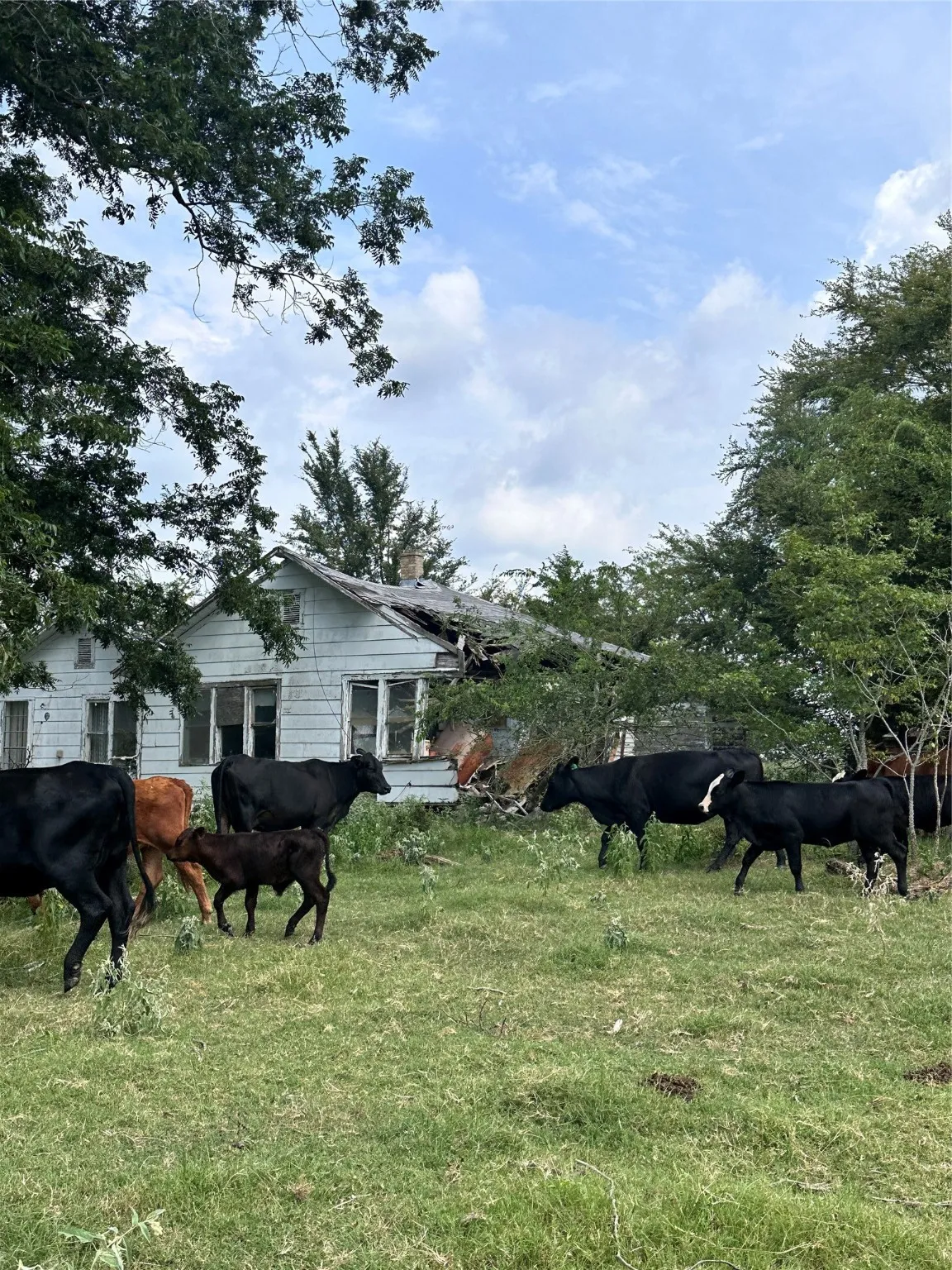 Unimproved Land For Sale in Van Zandt County , 200 VZ CR 2422, Mabank, Texas 75147, 0, 0, Garage spaces, 0 Sqft, built in 0, mls#20702858, Real Estate Agent in Mabank, Homes For Sale in Van Zandt county, Homes For Sale in Mabank, Realtor in Mabank Texas, Real Estate Brokerage Independent Realty Texas, Luminita Cordes Realtor