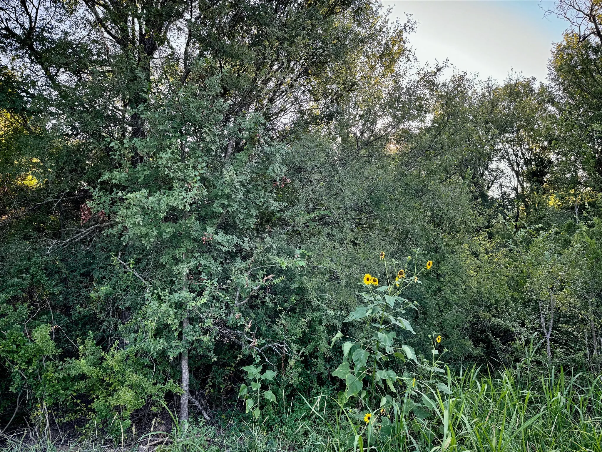 Unimproved Land For Sale in Johnson County , 11040 County Road 1117, Cleburne, Texas 76033, 0, 0, Garage spaces, 0 Sqft, built in 0, Price $125,000, mls#20703991, Real Estate Agent in Cleburne, Homes For Sale in Johnson county, Homes For Sale in Cleburne, Realtor in Cleburne Texas, Real Estate Brokerage Independent Realty Texas, Luminita Cordes Realtor