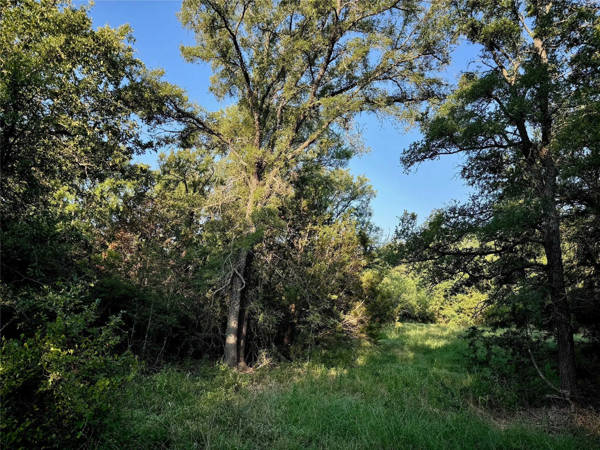 Unimproved Land For Sale in Johnson County , 11040 County Road 1117, Cleburne, Texas 76033, 0, 0, Garage spaces, 0 Sqft, built in 0, Price $125,000, mls#20703991, Real Estate Agent in Cleburne, Homes For Sale in Johnson county, Homes For Sale in Cleburne, Realtor in Cleburne Texas, Real Estate Brokerage Independent Realty Texas, Luminita Cordes Realtor