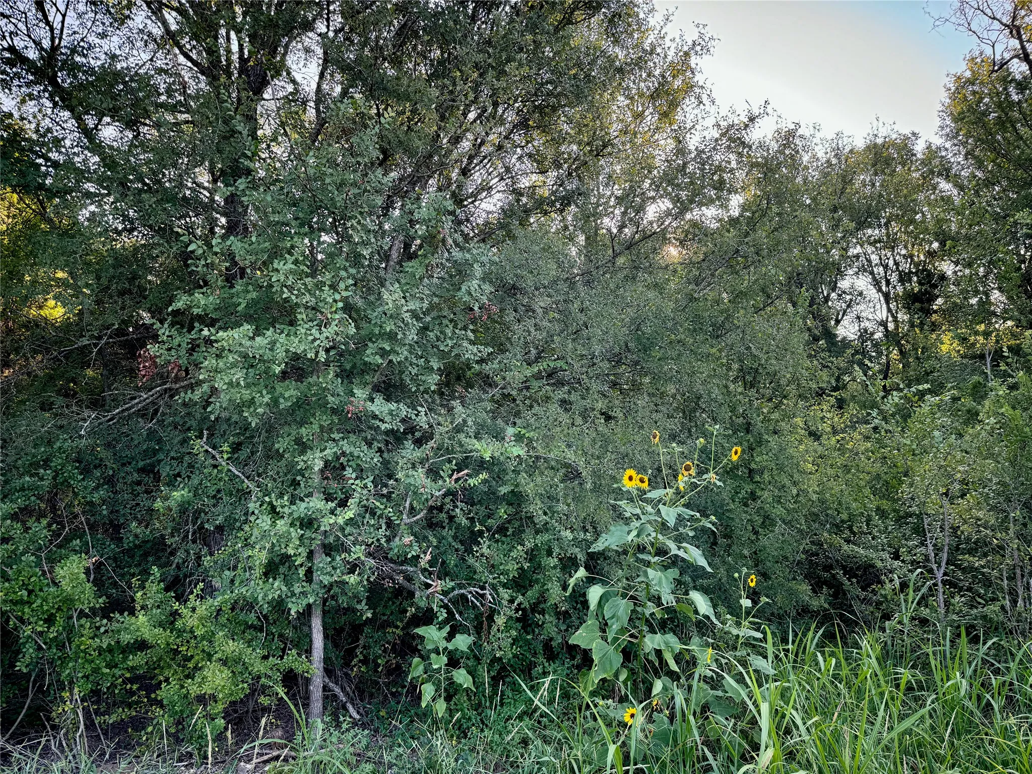 Unimproved Land For Sale in Johnson County , TBD County Road 1117, Cleburne, Texas 76033, 0, 0, Garage spaces, 0 Sqft, built in 0, Price $80,000, mls#20704347, Real Estate Agent in Cleburne, Homes For Sale in Johnson county, Homes For Sale in Cleburne, Realtor in Cleburne Texas, Real Estate Brokerage Independent Realty Texas, Luminita Cordes Realtor