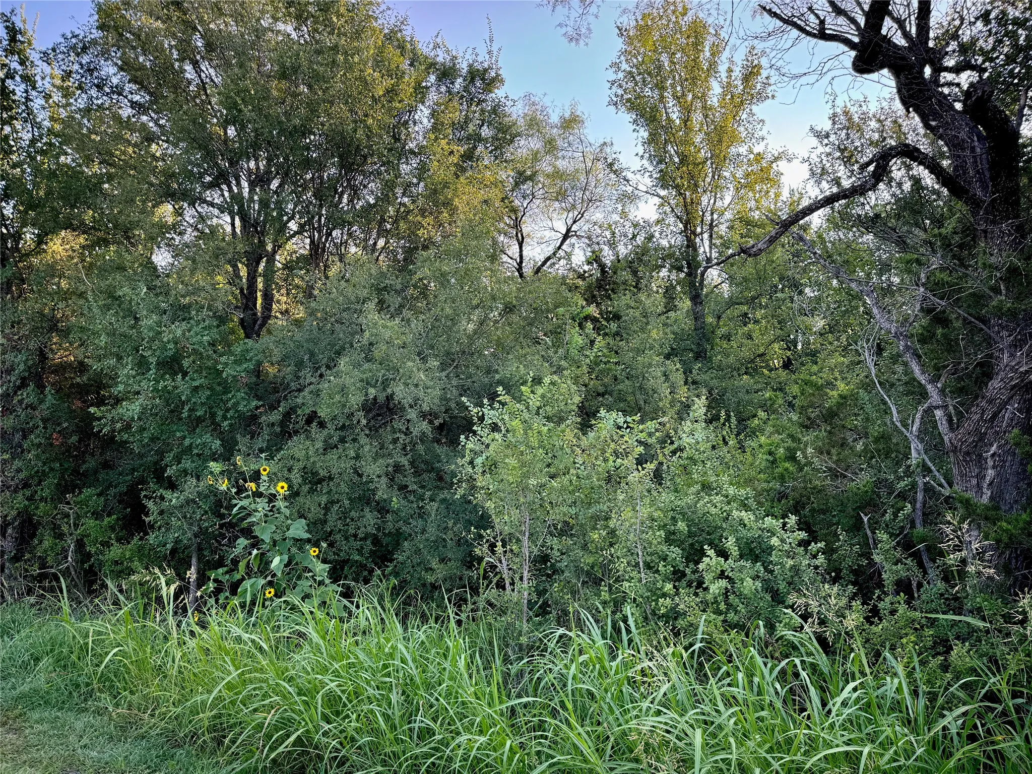 Unimproved Land For Sale in Johnson County , 10520 County Road 1117, Cleburne, Texas 76033, 0, 0, Garage spaces, 0 Sqft, built in 0, Price $80,000, mls#20704406, Real Estate Agent in Cleburne, Homes For Sale in Johnson county, Homes For Sale in Cleburne, Realtor in Cleburne Texas, Real Estate Brokerage Independent Realty Texas, Luminita Cordes Realtor