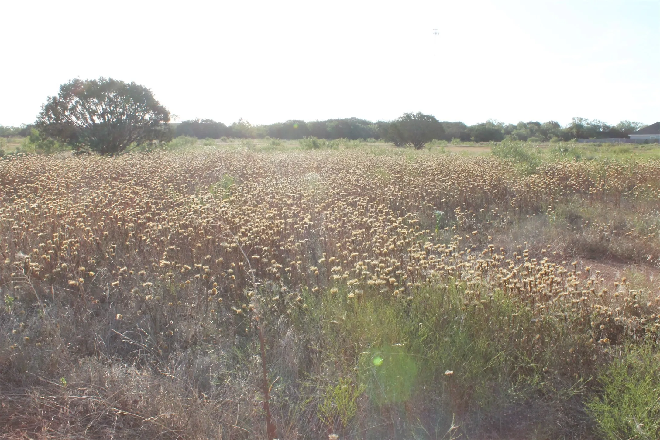 Unimproved Land For Sale in Taylor County , TBD Us-83, Tuscola, Texas 79562, 0, 0, Garage spaces, 0 Sqft, built in 0, Price $400,000, mls#20704529, Real Estate Agent in Tuscola, Homes For Sale in Taylor county, Homes For Sale in Tuscola, Realtor in Tuscola Texas, Real Estate Brokerage Independent Realty Texas, Luminita Cordes Realtor