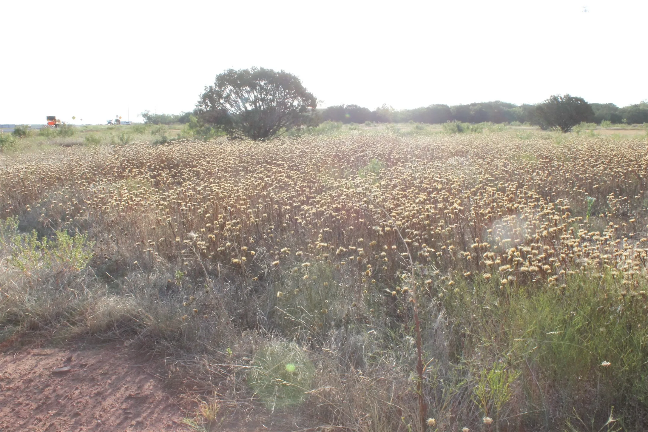 Unimproved Land For Sale in Taylor County , TBD Us-83, Tuscola, Texas 79562, 0, 0, Garage spaces, 0 Sqft, built in 0, Price $400,000, mls#20704529, Real Estate Agent in Tuscola, Homes For Sale in Taylor county, Homes For Sale in Tuscola, Realtor in Tuscola Texas, Real Estate Brokerage Independent Realty Texas, Luminita Cordes Realtor