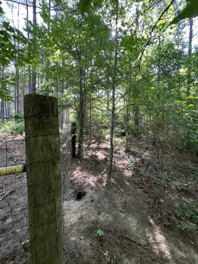 Unimproved Land For Sale in Panola County , TBD County Road 168-1, Long Branch, Texas 75669, 0, 0, Garage spaces, 0 Sqft, built in 0, Price $324,000, mls#20706695, Real Estate Agent in Long Branch, Homes For Sale in Panola county, Homes For Sale in Long Branch, Realtor in Long Branch Texas, Real Estate Brokerage Independent Realty Texas, Luminita Cordes Realtor