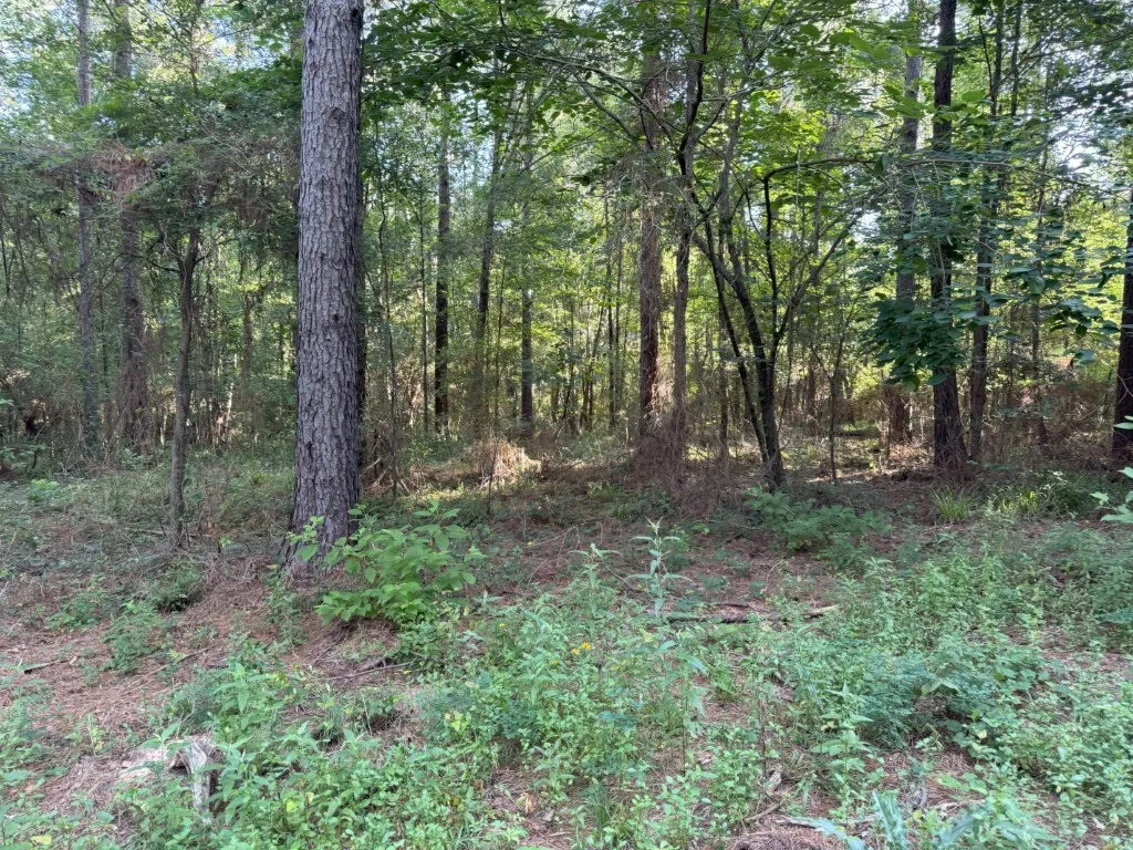Unimproved Land For Sale in Panola County , TBD County Road 168-1, Long Branch, Texas 75669, 0, 0, Garage spaces, 0 Sqft, built in 0, Price $324,000, mls#20706695, Real Estate Agent in Long Branch, Homes For Sale in Panola county, Homes For Sale in Long Branch, Realtor in Long Branch Texas, Real Estate Brokerage Independent Realty Texas, Luminita Cordes Realtor